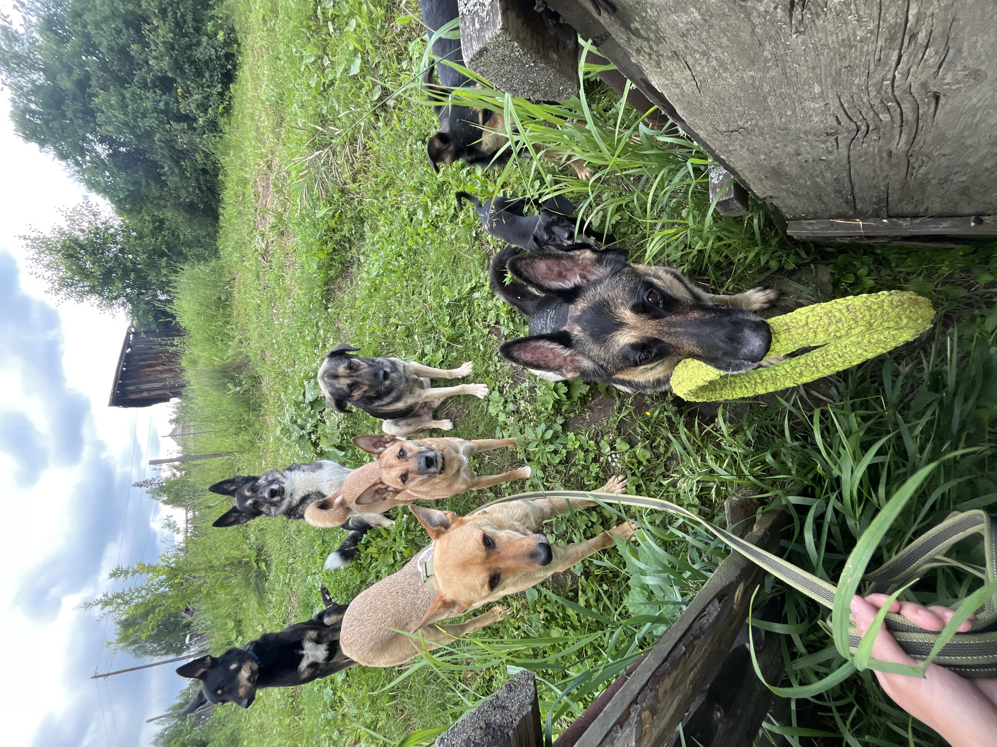 The media file shows a group of dogs of various sizes and breeds gathered in a grassy, outdoor setting. The dogs are mostly facing the camera, with some appearing alert and curious, while others seem relaxed. One large dog in the foreground is holding a yellow, textured chew toy in its mouth. Another dog, a lighter brown color, is lying down with its head up, looking directly at the camera. A person's hands are visible in the lower right corner, holding a green and black striped leash that is partially wrapped around some tall grass.
In the background, there are trees and a rustic wooden structure, possibly a shed or part of a fence. The ground is covered in green grass and some small white flowers. The sky is cloudy. The overall impression is that of a casual gathering of dogs outdoors, possibly in a rural or suburban yard in Nizhny Tagil, Russia. The lighting suggests it might be daytime, but the cloudy sky could indicate overcast conditions. There is no visible text in the image.