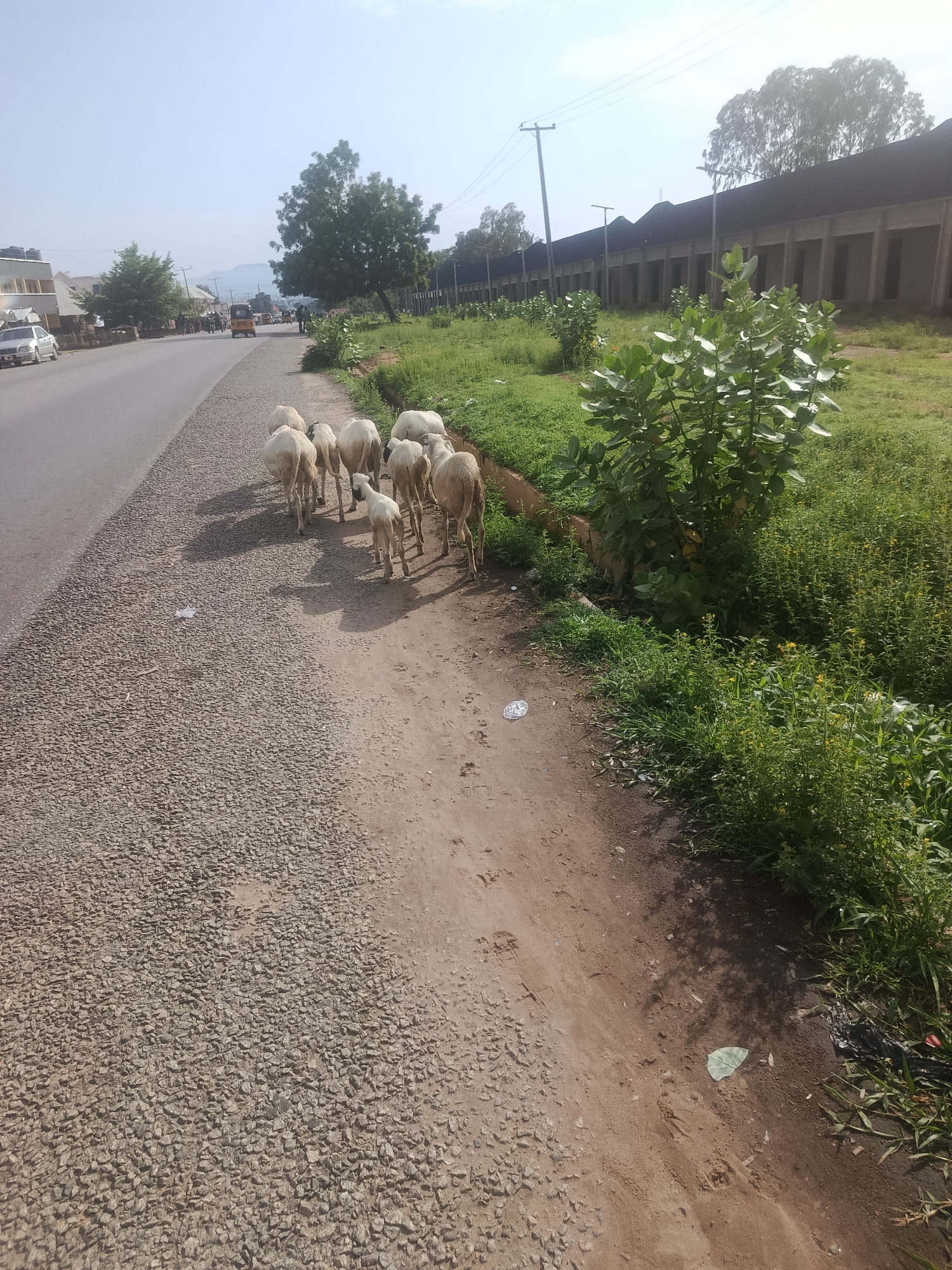 The image captures a flock of sheep walking along a dusty path next to a paved road. The scene is set in Jalingo, Nigeria. On the left side of the image, a paved road is visible with vehicles and buildings in the background. The buildings appear to be commercial or industrial structures with a long, low profile and a dark roof. Green vegetation, including bushes and trees, lines the right side of the road and path. The sky is bright and hazy, suggesting a warm climate. The sheep are mostly white and are walking away from the camera. The path is made of dirt and gravel, with some litter present. The overall impression is one of a rural or semi-urban environment in Nigeria.