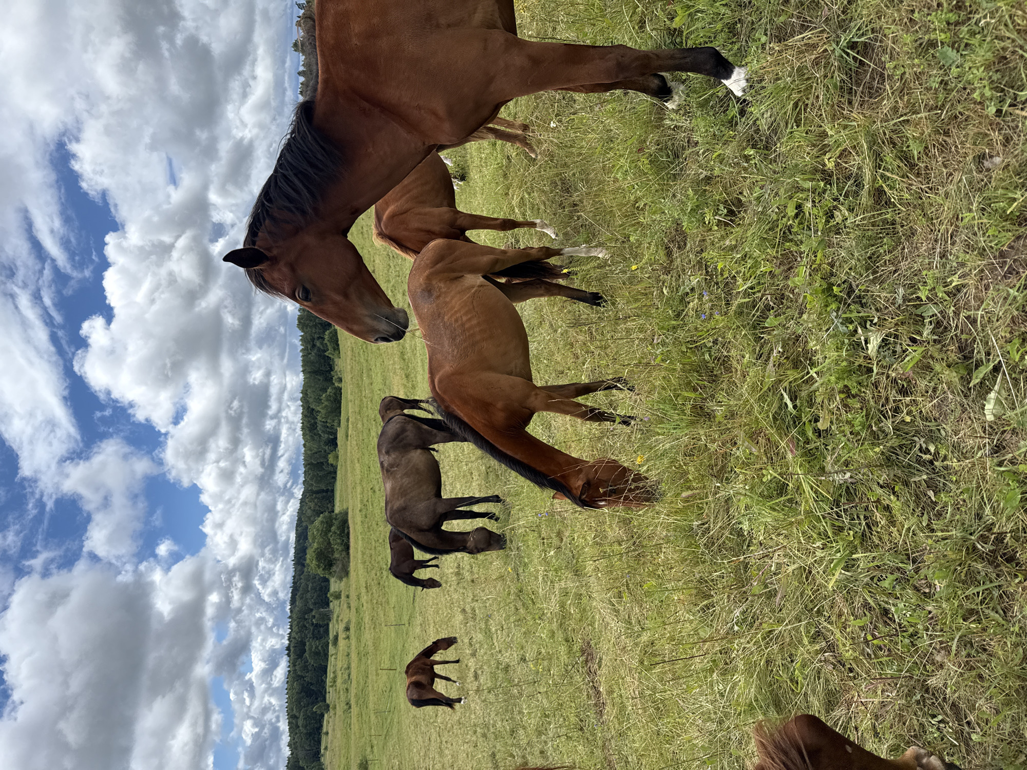 In Galinė, Lithuania, a herd of horses grazes in a sun-drenched meadow under a sky filled with fluffy white clouds. The horses, varying in shades of brown, are spread across the lush green field, some with their heads down grazing, while others stand attentively. The foreground is dominated by a large, rich brown horse with a dark mane, its head angled towards the viewer. Behind it, a smaller, lighter brown horse is also grazing. In the middle ground, several more horses are scattered, their forms softened by the distance and the light. The background features a dense line of green trees bordering the field, suggesting a natural, rural setting.