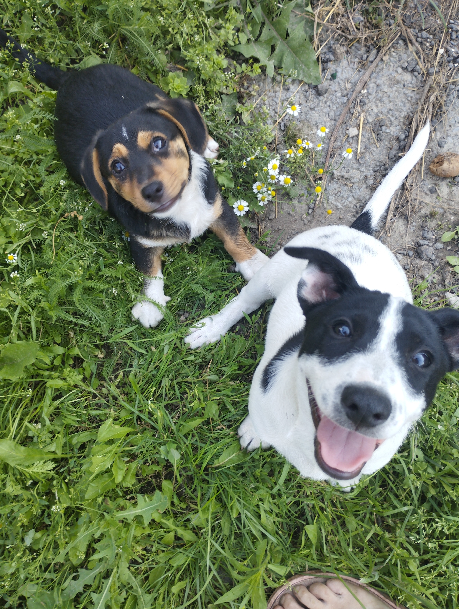 In this medium-shot, high-angle image, two puppies are the subjects, set against a backdrop of green grass and some scattered dirt and dry vegetation. The puppy on the left is black with tan markings and a white chest, looking up at the camera with bright, alert eyes. Its ears are floppy, and it appears to be lying down. The puppy on the right is predominantly white with black markings, including patches over its eyes and ears. This puppy is also looking upwards, with its mouth open and tongue out, suggesting it's panting or excited. Its tail, with black and white bands, extends upwards and to the right.
The scene appears to be outdoors, possibly a yard or a field, given the presence of grass, small white and yellow wildflowers, and the natural ground texture. The lighting suggests it could be daytime, with natural light illuminating the subjects. The overall mood is cheerful and playful, conveyed by the puppies' expressions. There is no visible text in the image. The location context of Voroshylivka, Ukraine, indicates a rural or suburban outdoor setting.