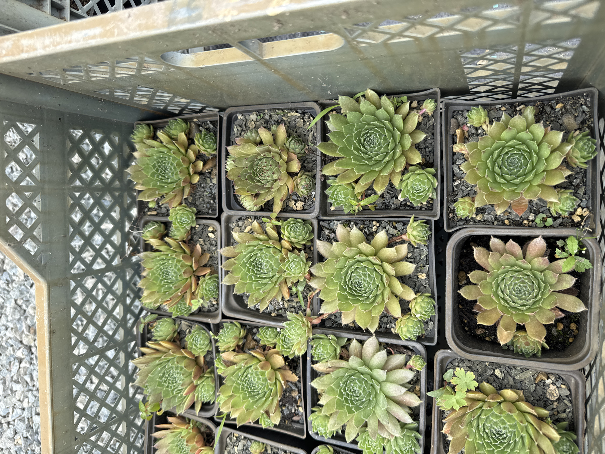 In the city of Artyom, Russia, a plastic grey crate contains numerous potted succulent plants. The succulents are arranged in square black plastic pots, tightly packed within the crate. Each plant exhibits a rosette shape, with fleshy, pointed leaves that vary in shades of green and some with reddish-brown tips. Many of the larger plants have smaller offsets growing around their base. The soil in the pots appears to be a dark, gritty mixture. The background shows a rough, greyish-white gravel surface and the textured interior of the crate. The lighting suggests it is daytime.