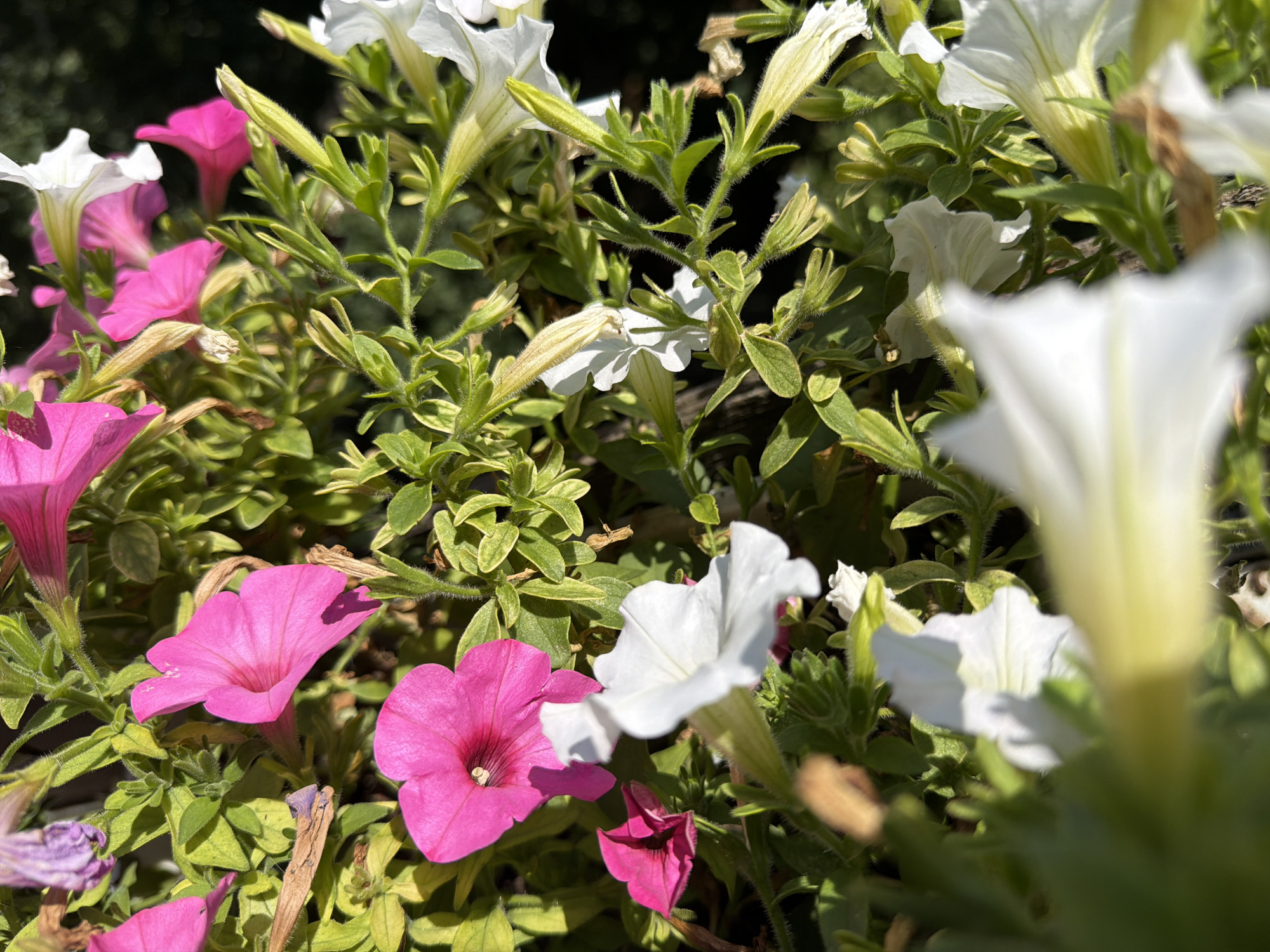 This image is a close-up, eye-level shot of pink and white petunias growing outdoors. The flowers are in various stages of bloom, with some fully open and others still as buds. The foliage is green and lush, with some dried brown leaves interspersed. The lighting suggests it is daytime, with sunlight casting shadows on the petals and leaves. The scene appears to be in a garden or flower box. There are no people or animals visible in the image. The location is not specified within the image itself. However, assuming this image was taken in Pazardzhik, Bulgaria, it depicts a common sight in urban green spaces and private gardens found throughout the city.