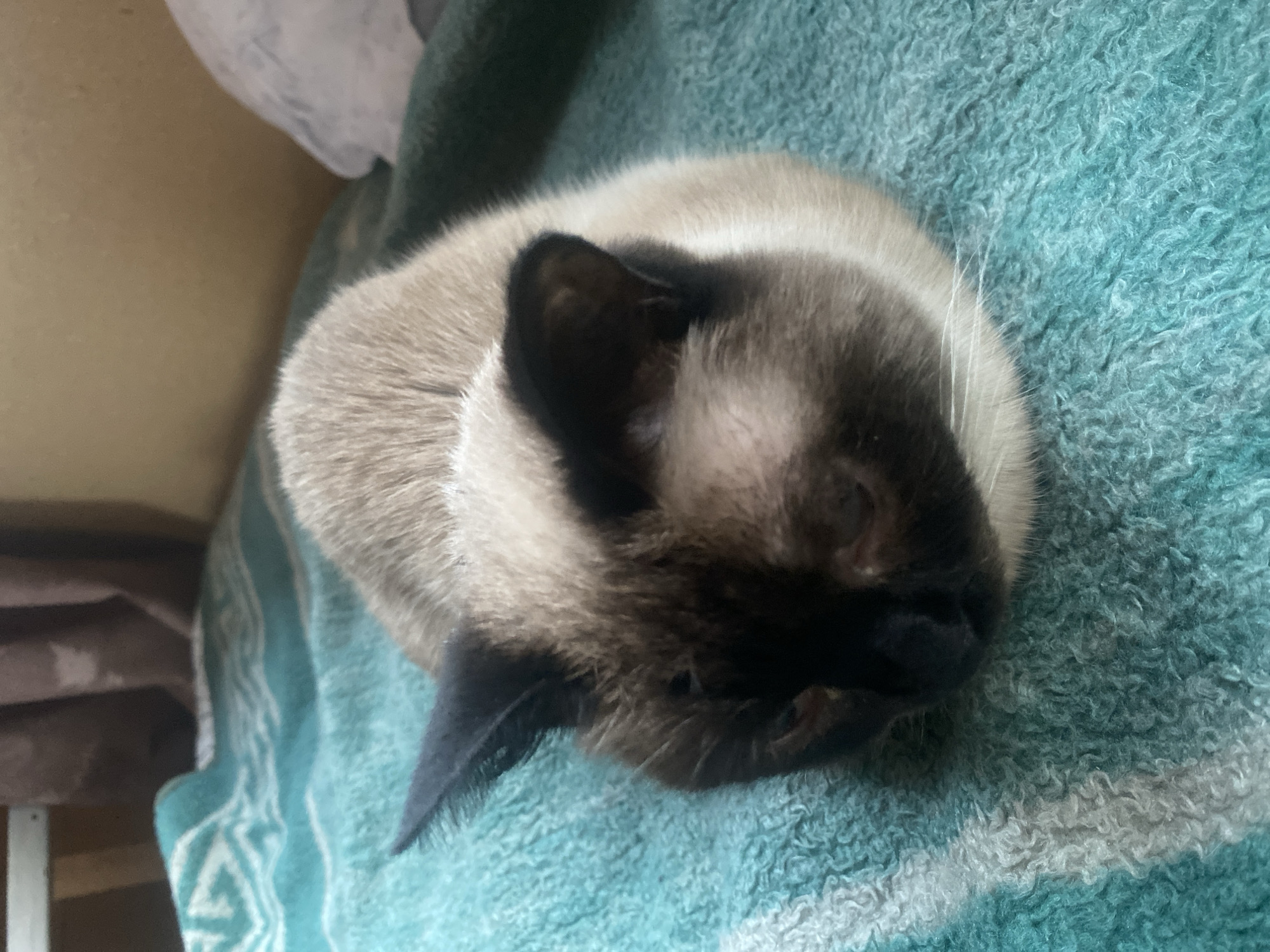 The image shows a close-up of a Siamese cat curled up on a teal-colored, textured blanket. The cat's fur is light-colored with darker points on its ears, face, and tail. Its eyes are closed, suggesting it is sleeping or resting. The blanket has a slightly fuzzy texture and a patterned design with white stripes. The background is blurred, but hints of a wooden surface and a white, crinkled material are visible, possibly indicating the cat is on furniture or a bed. The lighting suggests it is daytime, but the indoor setting makes it difficult to determine the specific time of day or weather. No text is visible in the image. The overall impression is one of a peaceful and comfortable feline resting.