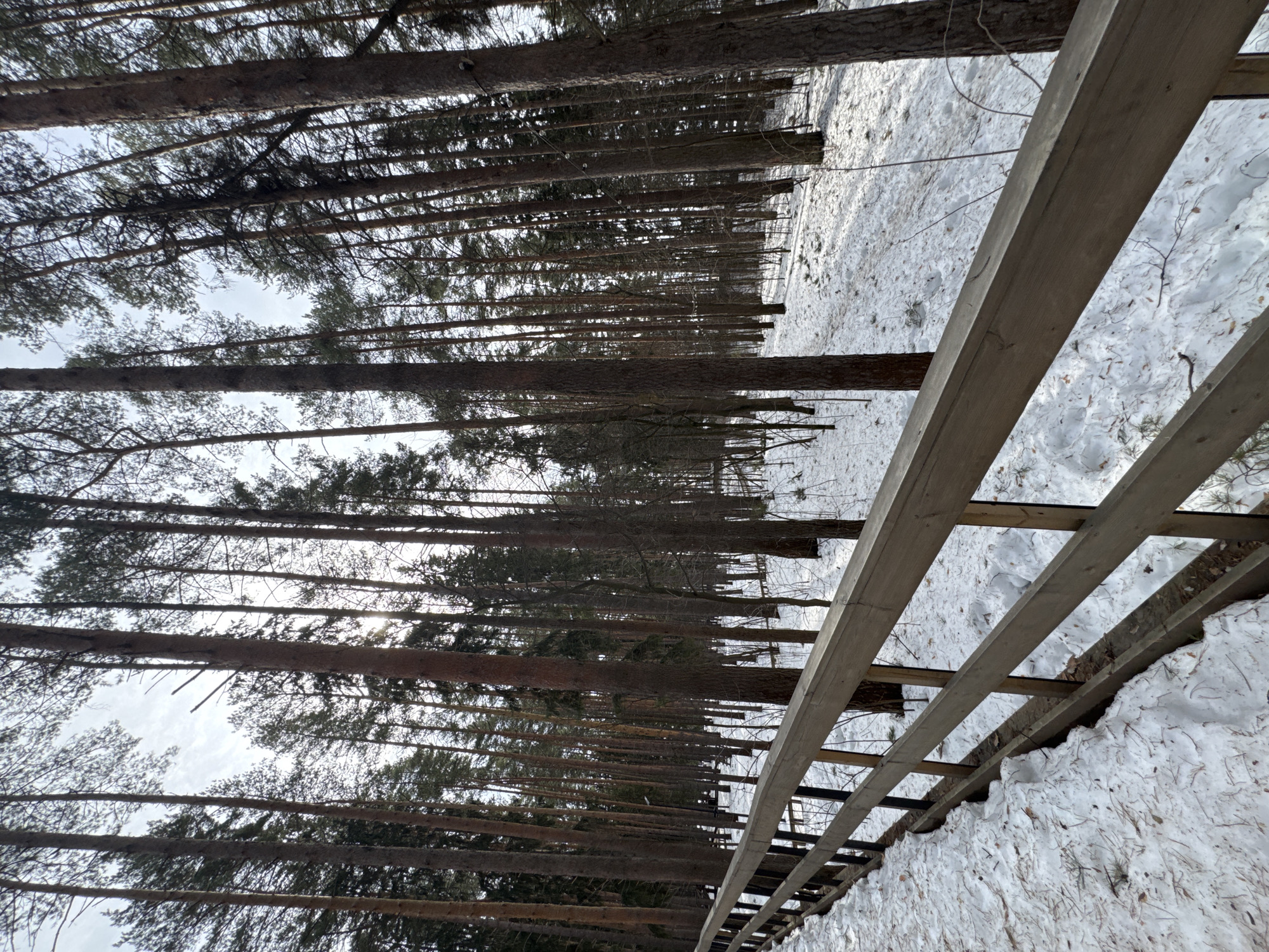 A low-angle, eye-level shot shows a winter forest scene next to a wooden fence, potentially located in Votkinsk, Russia. Tall, thin trees with dark trunks line the left side of the frame, their bare branches reaching towards a light, overcast sky. Patches of snow cover the ground to the right of the trees. A section of a weathered, light-colored wooden fence runs along the right side of the image, parallel to the trees. The ground on the right is covered with snow, interspersed with some brown vegetation. The composition suggests a border between a wooded area and a more open, possibly cleared or developed, space.