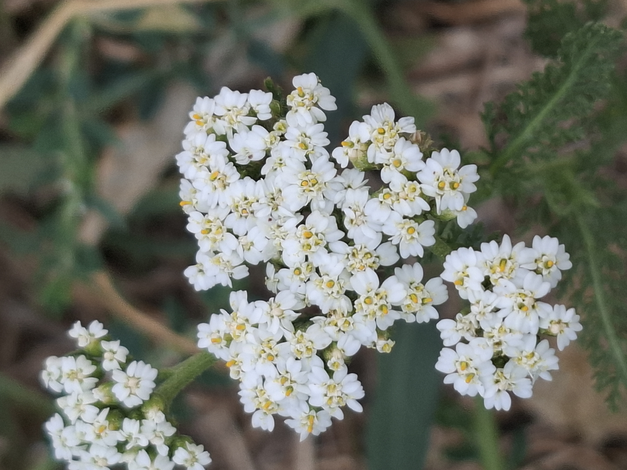 The image shows a close-up view of a cluster of small white flowers, likely yarrow (Achillea millefolium), with yellow stamens. The flowers are densely packed together on green stems. The background is softly blurred, featuring muted greens and browns, suggesting a natural outdoor setting. There are no people or visible human activity in the image. The specific location in Almaty, Kazakhstan, cannot be determined from the visual information provided.