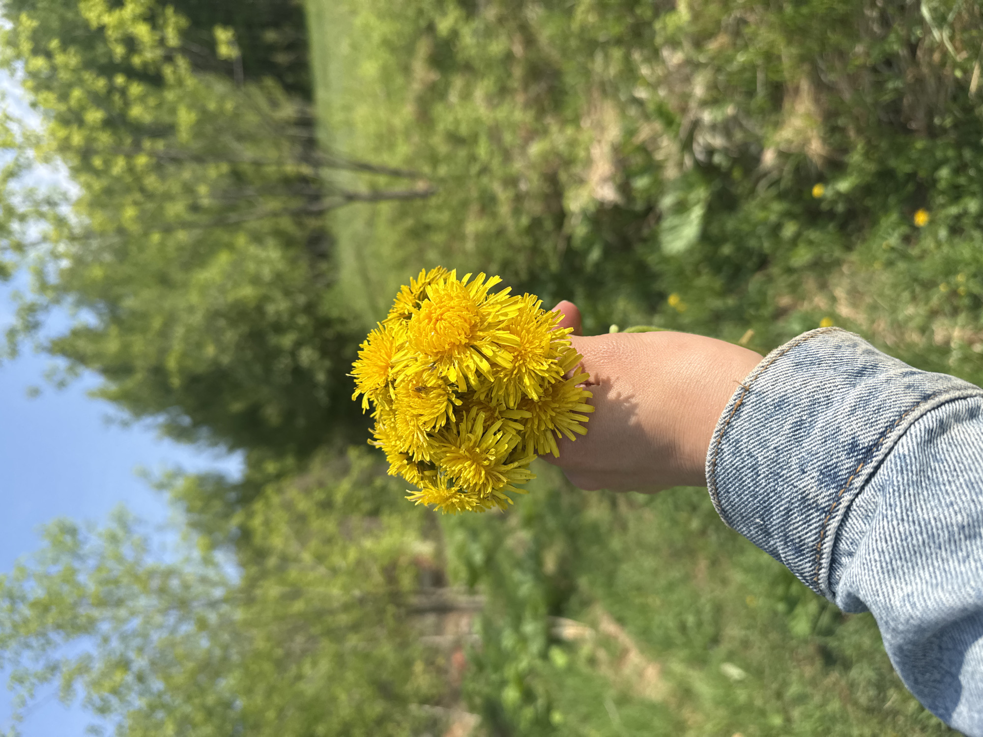 A hand is holding a bouquet of dandelions. The hand is clad in a denim jacket. The background features a grassy area with trees. The location is Krasnokamsk, Russia.