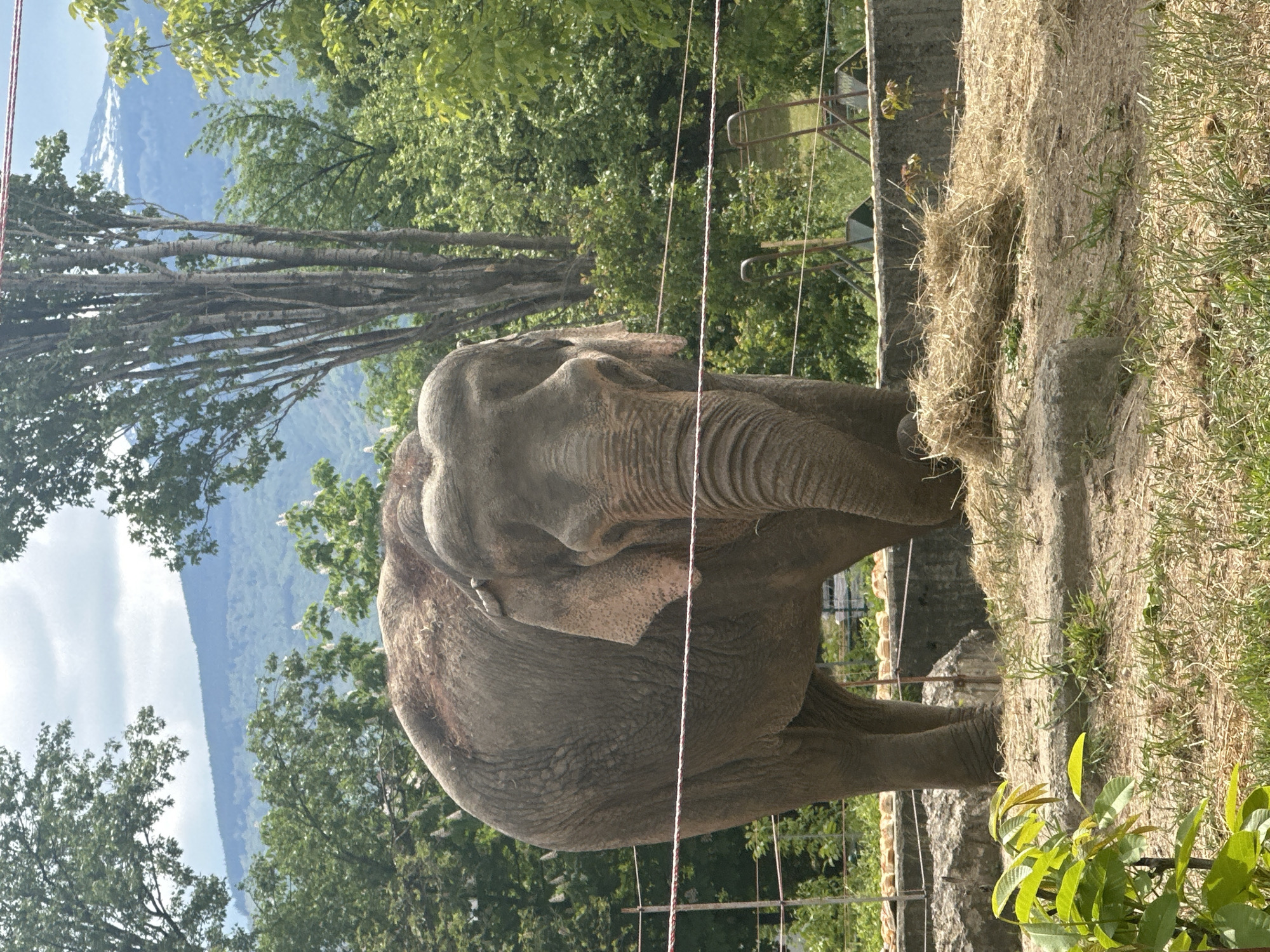 An Asian elephant is eating at the Sofia Zoo in Sofia, Bulgaria. The elephant is standing on a raised concrete platform and is consuming hay. Behind the elephant, there are trees and mountains in the distance. There are also wires and fencing in the foreground.