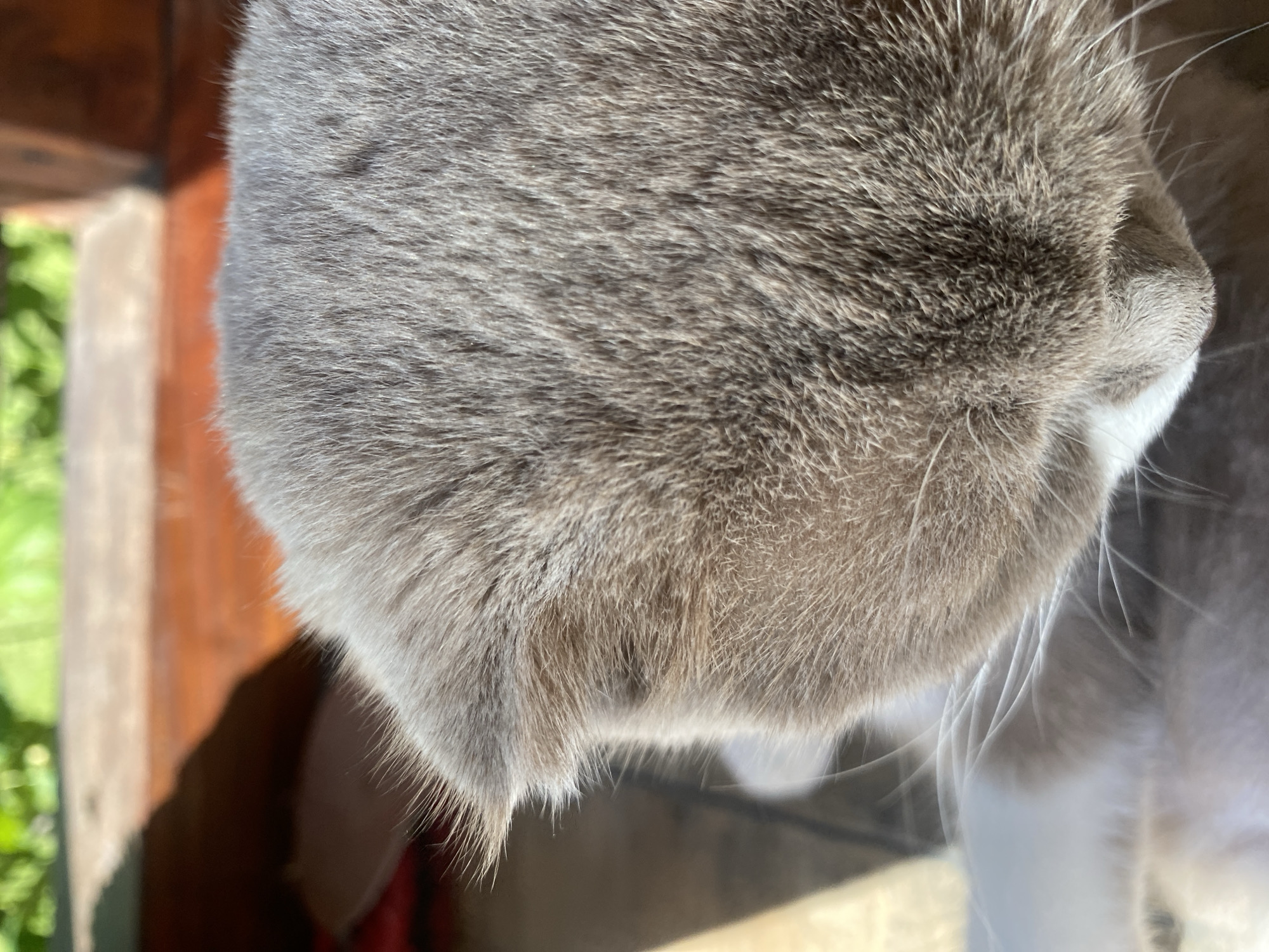 The image shows a close-up of a grey cat's head with folded ears, its fur illuminated by sunlight. The cat appears to be lying down, with its head bent downwards. In the background, there is a blurred wooden surface and greenery, suggesting an outdoor setting. There are no people visible in the image. The scene is likely a domestic setting in the city of Mykytyntsi, Ukraine, given the context.