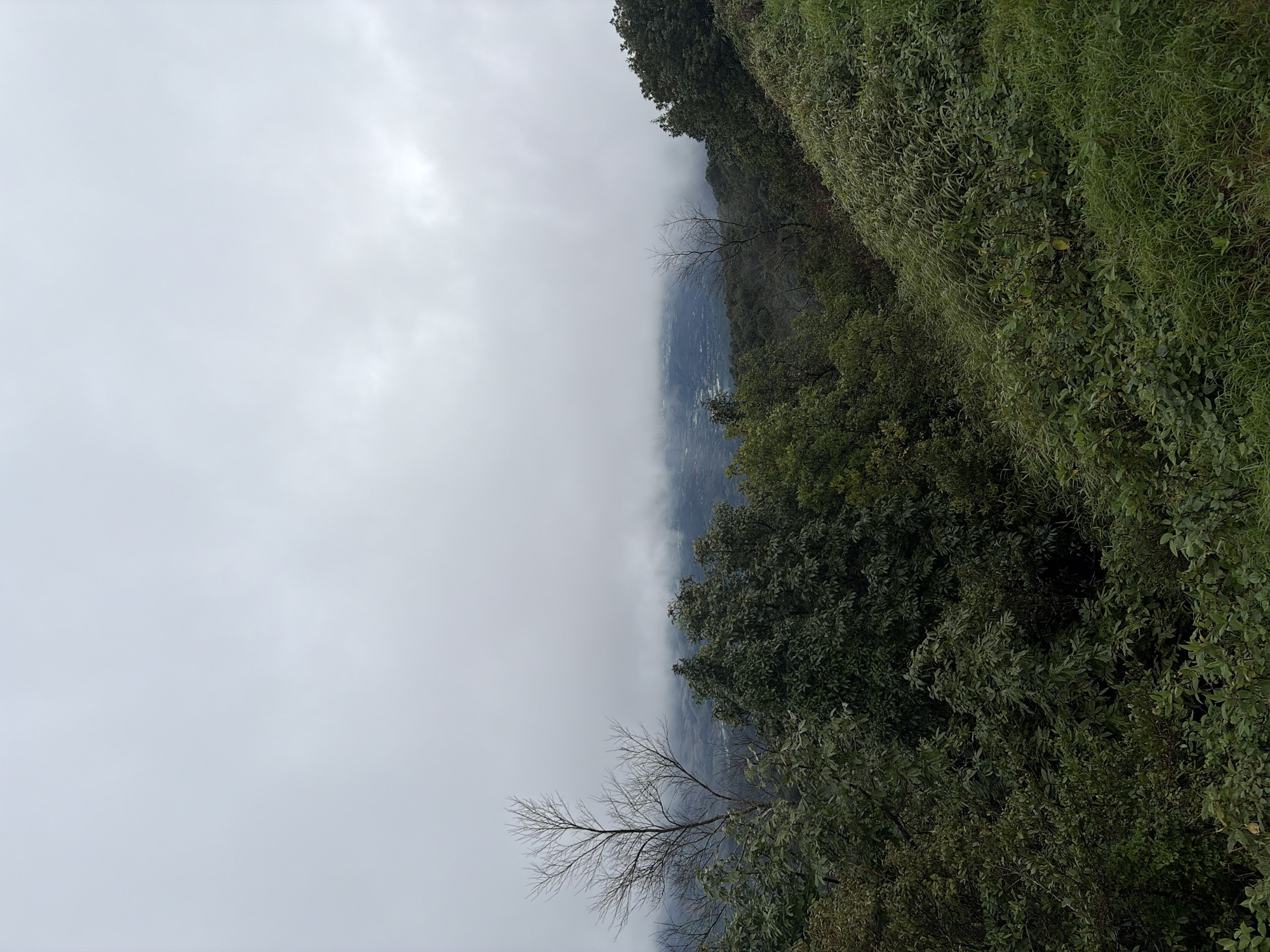 The image shows a cloudy, mountainous landscape with lush green vegetation in the foreground. In the middle ground, dense trees line a slope, and in the background, a town or city is visible through a layer of fog. The sky is overcast with thick clouds. A bare, leafless tree stands prominently on the left side of the frame. The scene appears to be a view from a high elevation, possibly a mountain or hill. There are no people or animals visible in the image. The overall atmosphere is serene and somewhat melancholic due to the overcast weather.