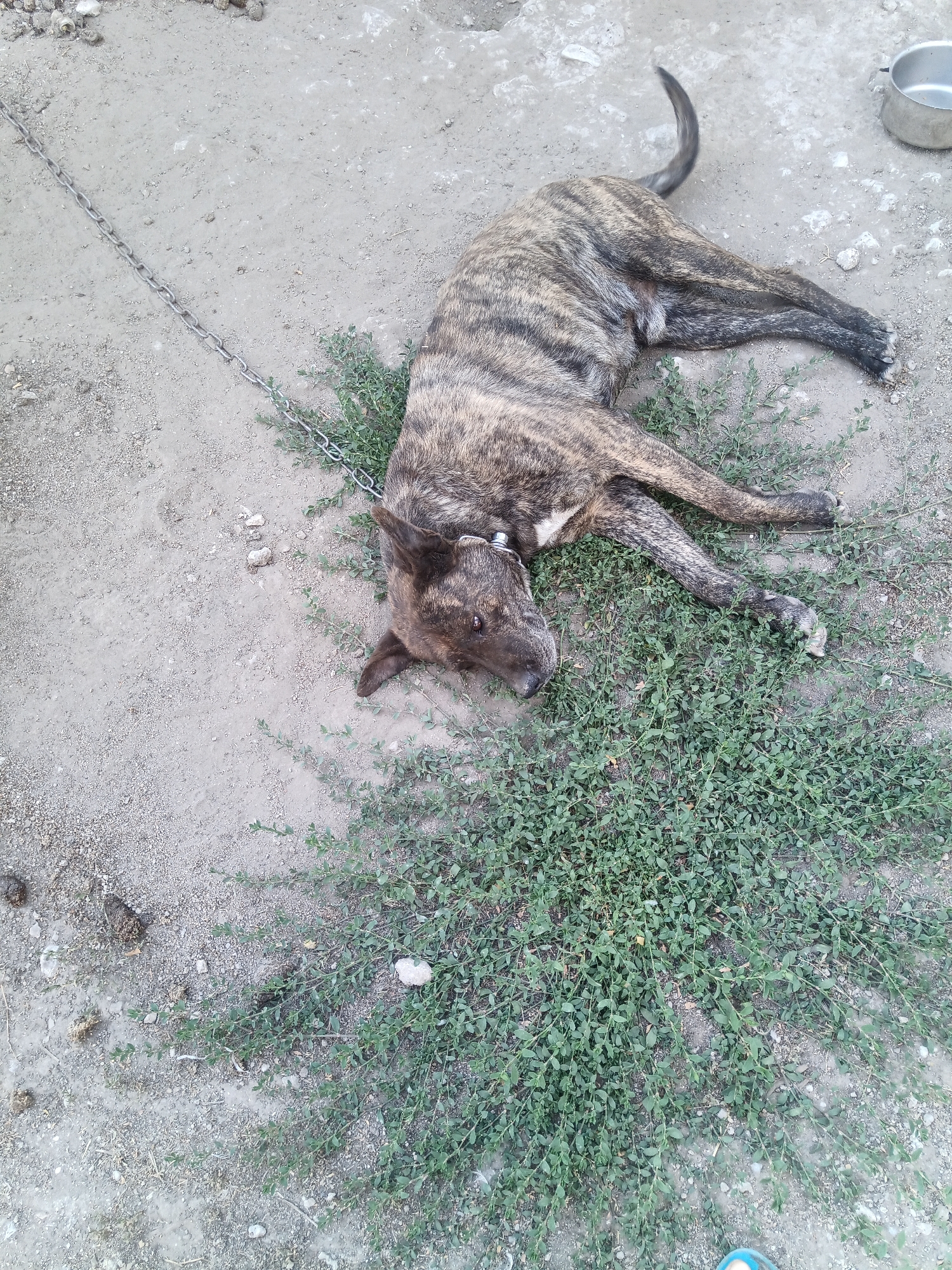 A brindle-colored dog is lying on the ground in Olenivka, Ukraine. The dog is chained by a metal chain. The ground is dirt and gravel, with some patches of green vegetation. A metal bowl is visible in the upper right corner of the image. The dog appears to be resting or possibly deceased.
