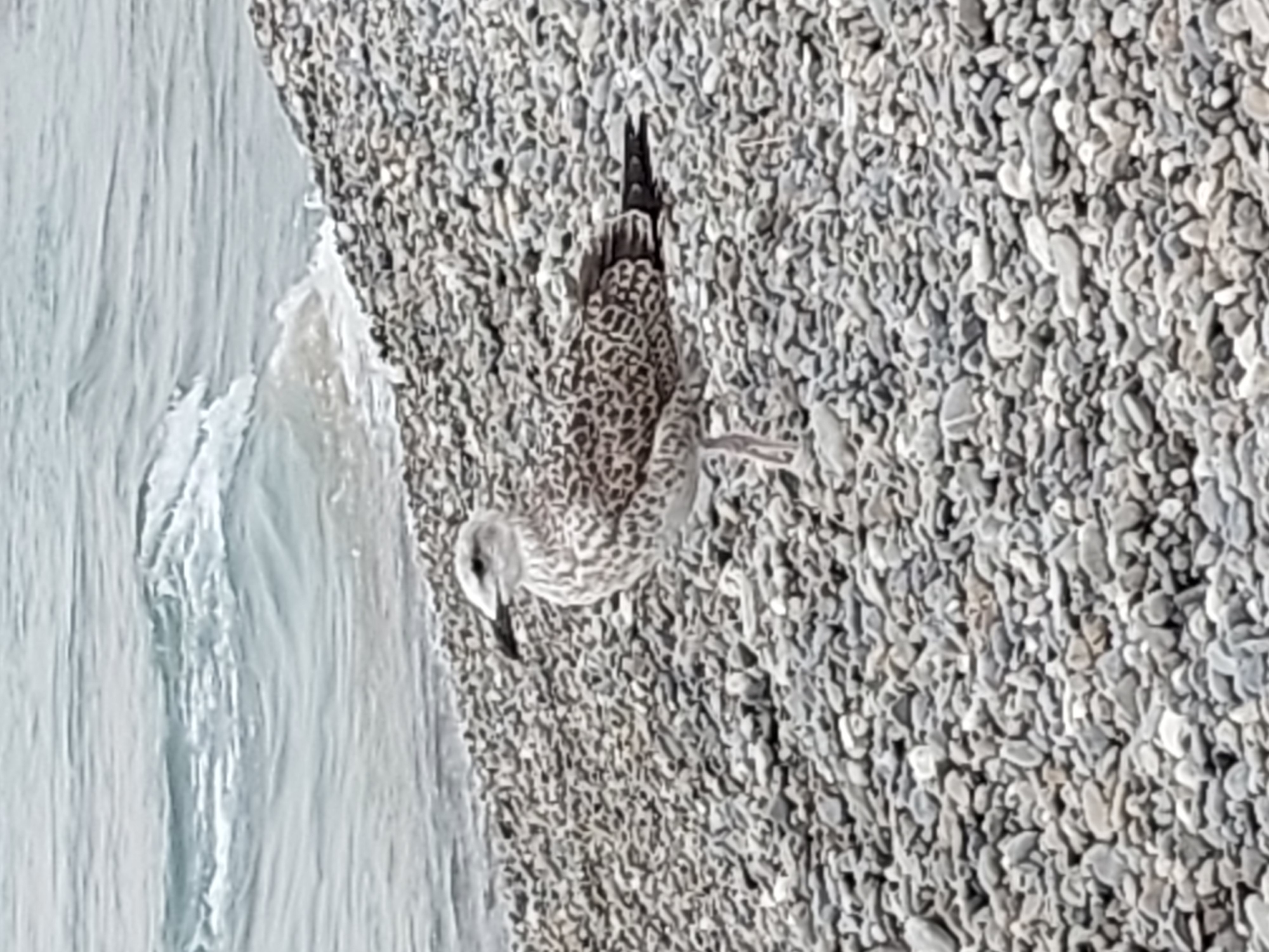 A lone seagull stands on a pebbled beach in Nice, France, with the calm, blue Mediterranean Sea in the background. The seagull is facing right, its head tilted slightly upwards. Its plumage is a mix of white and speckled brown, with dark markings on its wings and tail. The beach is covered in small, smooth, gray and white pebbles. The waves are gentle, lapping at the shore. The lighting is overcast, creating a soft, diffused light.
