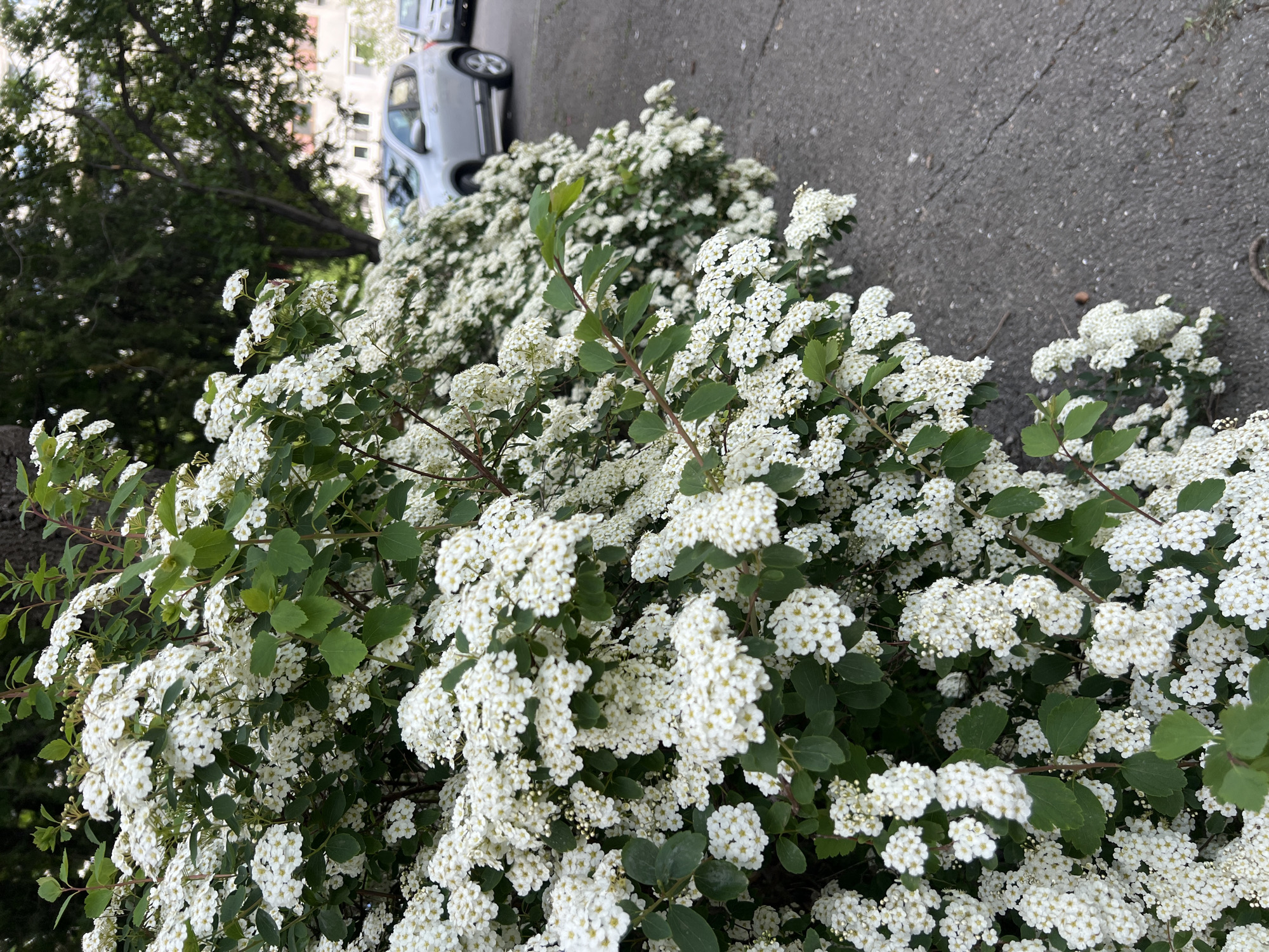 A close-up view captures a vibrant display of white flowers blooming on a bush, likely a spirea variety, positioned along a paved road or sidewalk. The scene is likely Burgas, Bulgaria. The flowers are densely clustered, with small green leaves interspersed among the blooms. A silver car is partially visible in the background, parked parallel to the curb. The overall composition suggests an urban or suburban setting where nature and infrastructure intersect. The background also reveals a tree and a glimpse of a building or structure, further contextualizing the scene.