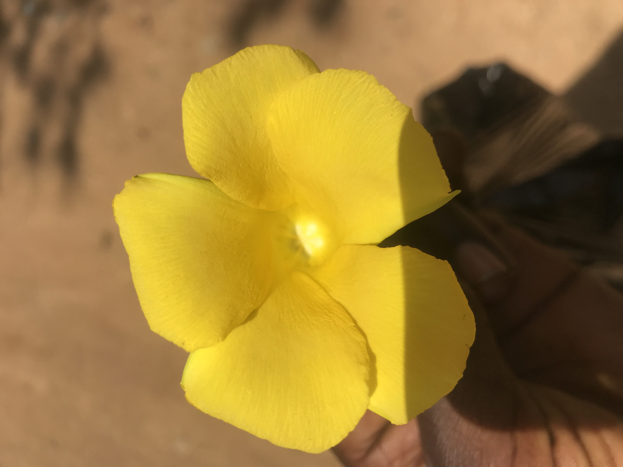 A close-up shot shows a yellow flower with five petals held by a dark-skinned hand. The flower is in focus, with the petals appearing textured and slightly veined. The center of the flower is brightly lit, creating a glowing effect. The background is blurred and appears to be sandy or dusty, suggesting an outdoor environment. The shadows cast by the hand and the flower indicate direct sunlight. The location is the city of Rafin Par, Nigeria.