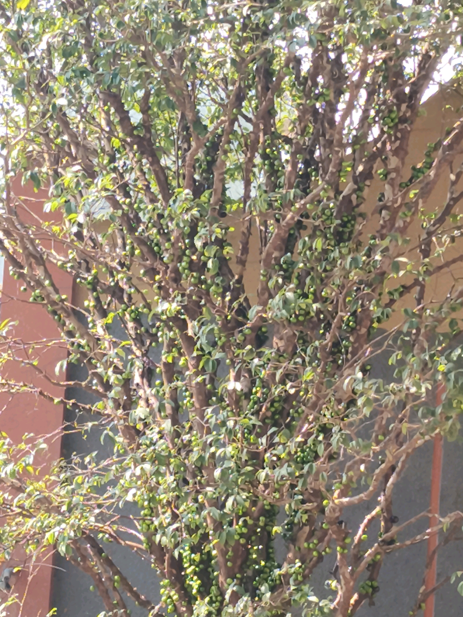 The image shows a tree with small green fruits on its branches, set against a building with a reddish-orange wall and a grey wall. The tree is dense with leaves and branches, creating a textured appearance. The fruits are distributed throughout the tree, some appearing in clusters. The lighting suggests it is daytime, with sunlight dappling through the leaves. The setting appears to be outdoors, possibly a garden or yard within Majasetra, Indonesia, given the architectural style of the background. No people or animals are visible in the image.