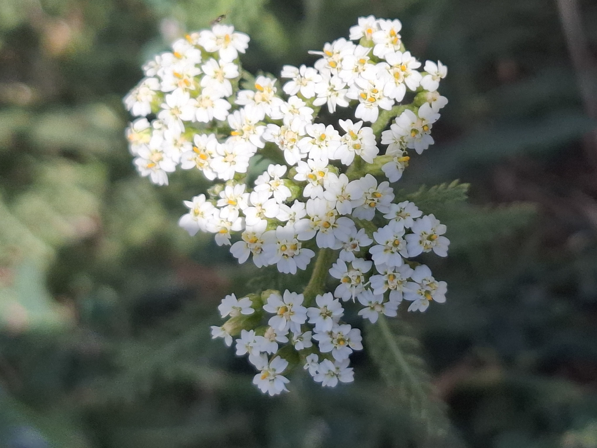 A close-up, eye-level shot features a cluster of small, white yarrow flowers with yellow centers, bathed in dappled sunlight. The flowers are arranged in a flat-topped cluster, with individual florets visible, each composed of multiple petals. The background is a soft blur of dark green foliage, suggesting an outdoor, natural setting. The lighting creates a gentle contrast, highlighting the delicate texture of the petals and the vibrant yellow stamens. The image does not contain any people, or any specific landmarks to place it in the city of Almaty, Kazakhstan. The environment appears to be a garden or wild natural area.