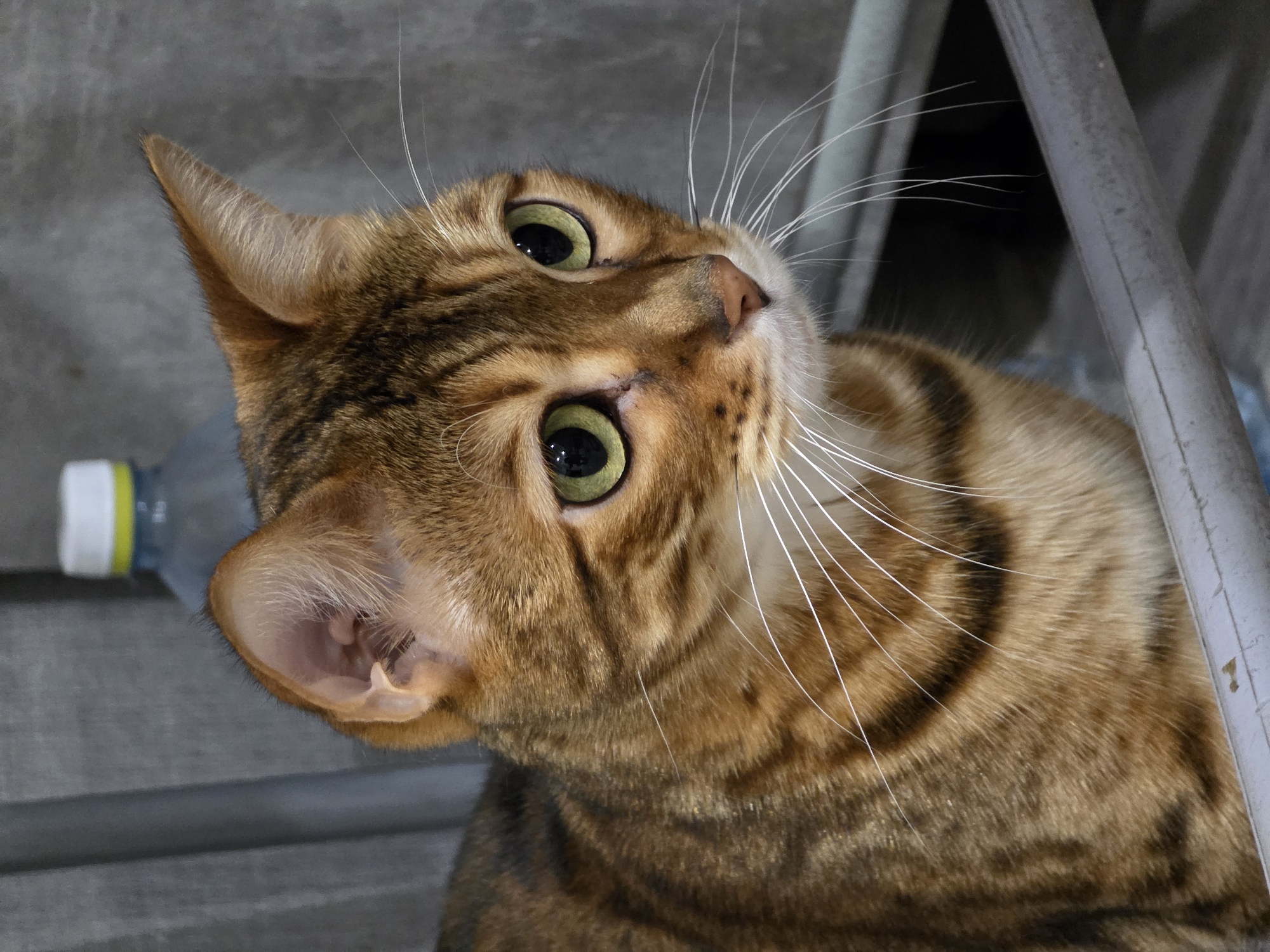 A Bengal cat is captured in a close-up, head-and-shoulders portrait. The cat's fur is a rich tawny color with distinctive dark spots and stripes. Its eyes are large and luminous green, with black pupils. The cat is positioned in a way that it is looking to the right of the frame, with its ears slightly perked forward. The background is slightly blurred, suggesting a shallow depth of field. Visible in the background is a plastic bottle with a white and yellow cap, and a gray textured surface which might be a wall or fabric. A portion of a gray metal bar is in the foreground, suggesting the cat might be sitting on or near some furniture. The lighting is soft, highlighting the cat's features and the texture of its fur. There is no indication of the cat's location within the city of Сокуры, Russia.