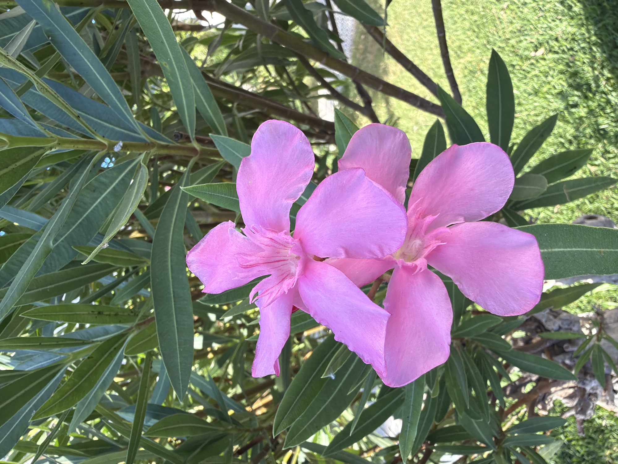 The image is a close-up, vertical shot of two bright pink oleander flowers blooming in the city of Torrevieja, Spain. The flowers are the central focus, with their delicate petals and visible pistils. They are surrounded by lush, dark green, lance-shaped oleander leaves, which are characteristic of the Mediterranean vegetation found in the region. The background shows a blurry green lawn and the trunk of a tree, suggesting an outdoor setting, possibly a garden or park. Sunlight illuminates the scene, casting soft shadows and highlighting the vibrant colors of the flowers and foliage. There are no people or animals visible in the image. The overall impression is one of natural beauty and tranquility.