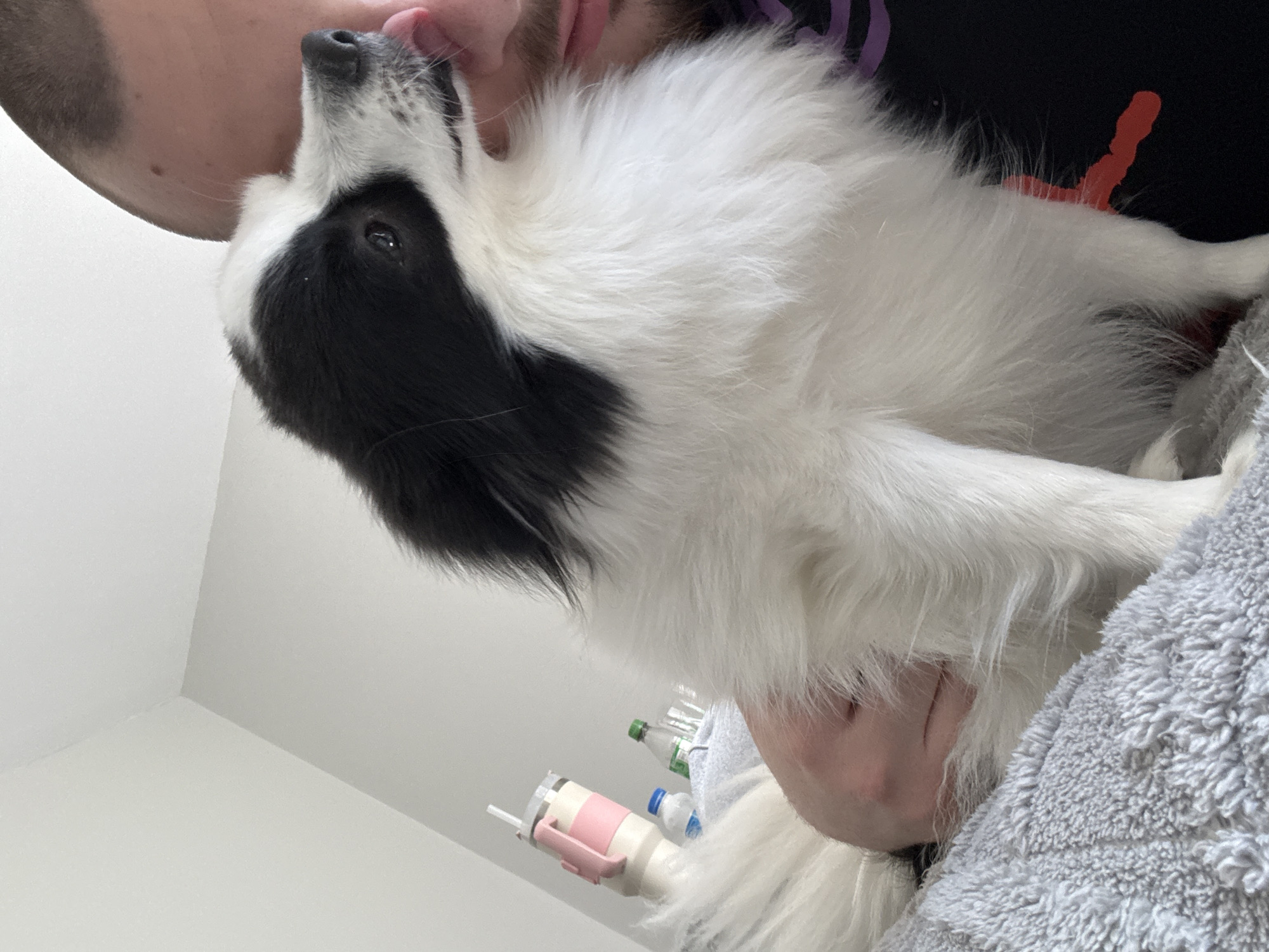 A dog is being held by a person. The dog is primarily white with a patch of black fur around its left eye and ear. The person's head and arm are visible. The person has light skin and short hair. A gray, fuzzy blanket is partially visible around the person's arm. There's a white wall in the background, along with a partially visible white and pink water bottle with a straw. There are several bottles on the shelf next to the blanket.
The location is not discernible in the image.