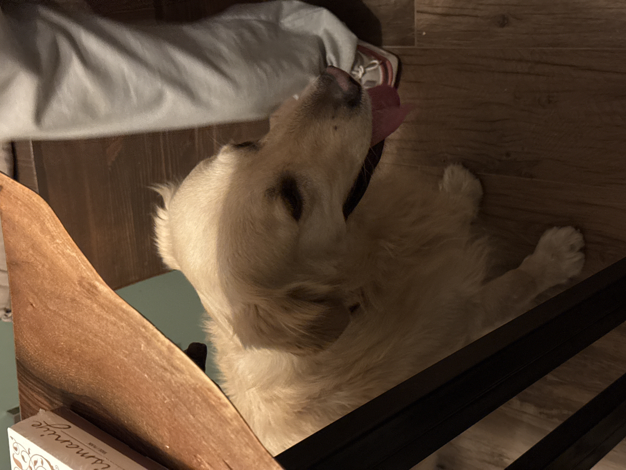 A golden retriever dog is lying on a wooden floor next to a person's legs. The dog's tongue is hanging out of its mouth. A wooden table is partially visible in the upper left corner of the image. There is a box with writing on it on the table. The scene appears to be indoors. There is no information available to determine the location in the city of Yerevan, Armenia.