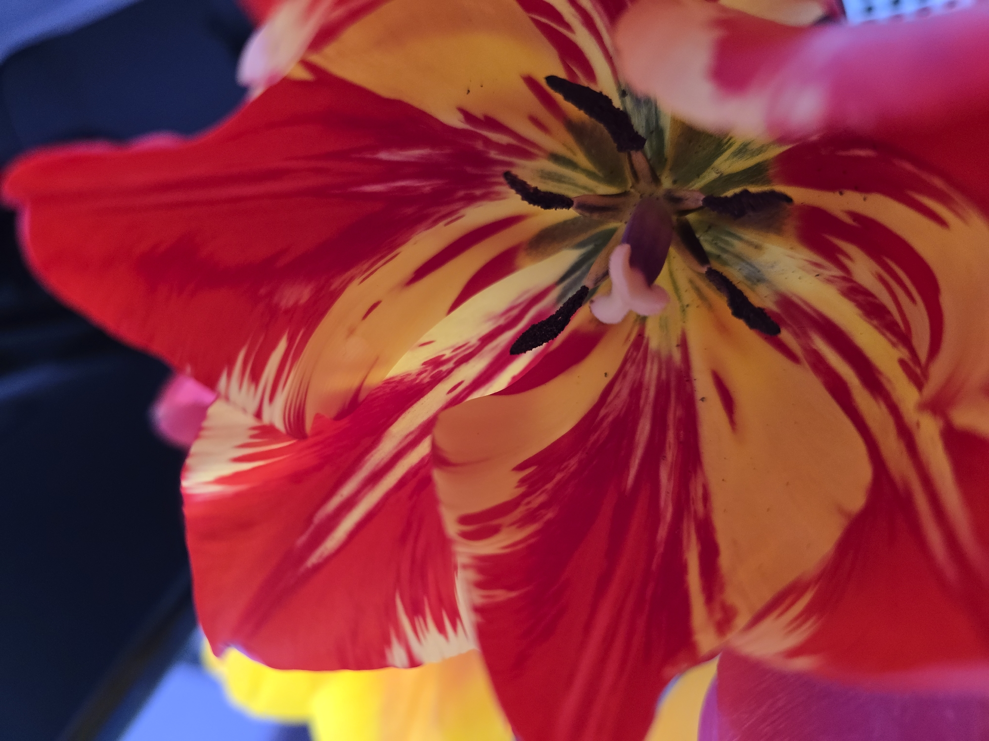 A vibrant close-up photograph captures the intricate interior of a red and yellow variegated tulip flower. The petals display striking streaks and splashes of rich scarlet red against a warm, bright yellow base, radiating from the center of the bloom. At the heart of the flower, several prominent black anthers, laden with pollen, are visible atop dark stamens, surrounding a lighter, almost translucent pinkish-white pistil. The central part of the flower, including the stamens and pistil, is in sharp focus, while the surrounding petals and elements in the background are softly blurred, creating a shallow depth of field. Hints of dark blue, brighter yellow, and pink/magenta soft-focus elements can be seen in the background, suggesting other flowers or foliage. The lighting appears natural and bright, enhancing the vivid hues of the petals. There is no specific activity depicted, nor any visible text. This detailed shot highlights the natural beauty and complex structure of the tulip, set in Varna, Bulgaria.