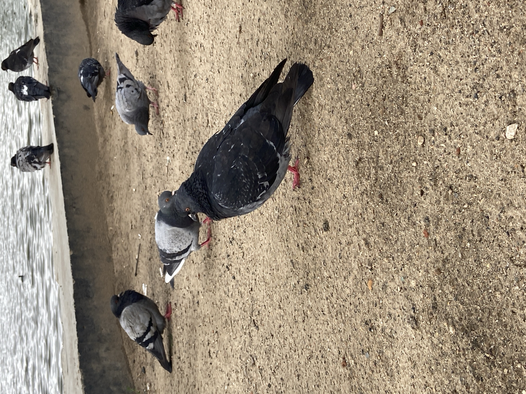 In Balashikha, Russia, a flock of pigeons gathers on a sandy bank by a body of water. The pigeons, varying in shades of gray and black, peck at the ground and interact with each other. In the background, the rippling water is calm, and a single dark bird is visible on the surface. The bank itself is composed of sand, small stones, and scattered organic debris, bordered by a low concrete wall. The scene is natural and serene, with the pigeons as the sole focus of activity.