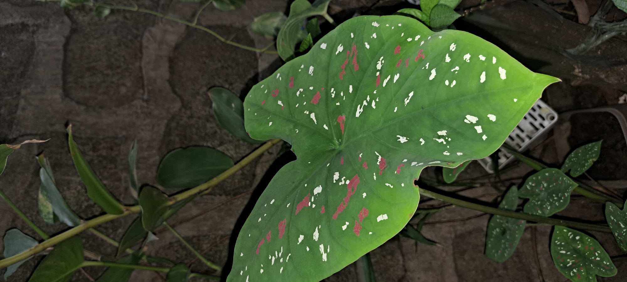 A close-up, vertically oriented, low-light photograph captures a large, heart-shaped caladium leaf as the primary subject. The leaf is predominantly green with a vibrant pattern of irregular red and white splotches distributed across its surface. The leaf's texture appears somewhat waxy and smooth, with a pointed tip and a slightly wavy edge.
Behind the caladium leaf, other green foliage is visible, including thinner stems and leaves that are out of focus. The background consists of a textured, dark gray stone wall, likely a common building material in residential areas. To the lower right, a small, white, perforated plastic object, possibly a plant tag or drainage accessory, is partially visible.
The image appears to be taken outdoors, possibly in a garden or a courtyard. Given the mention of Mandaluyong City, Philippines, the scene likely depicts a residential setting where ornamental plants are common, and the architecture may feature stone or concrete walls. The lighting suggests it is either dusk or nighttime, with artificial light source illuminating the caladium leaf. No people or discernible actions are present in the frame.
