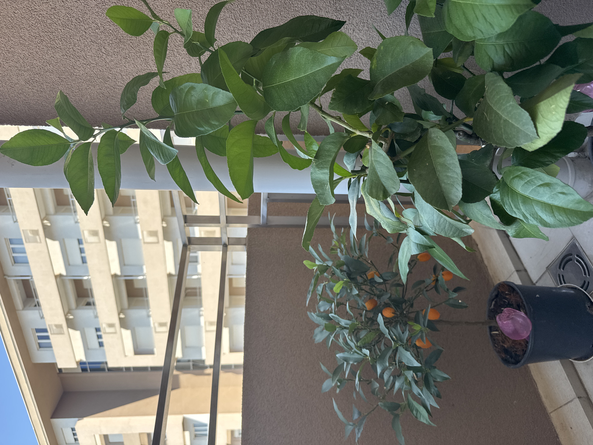 An outdoor balcony scene features two potted citrus trees in the foreground, with a building in the background. The tree on the left is smaller and laden with small, orange fruits. The tree on the right is taller and has abundant green leaves. A white pillar is positioned between the two trees. The balcony has a textured brown wall and a tiled floor. Behind the balcony, a multi-story building with numerous windows and balconies is visible under a clear blue sky. The image appears to be taken during daylight.