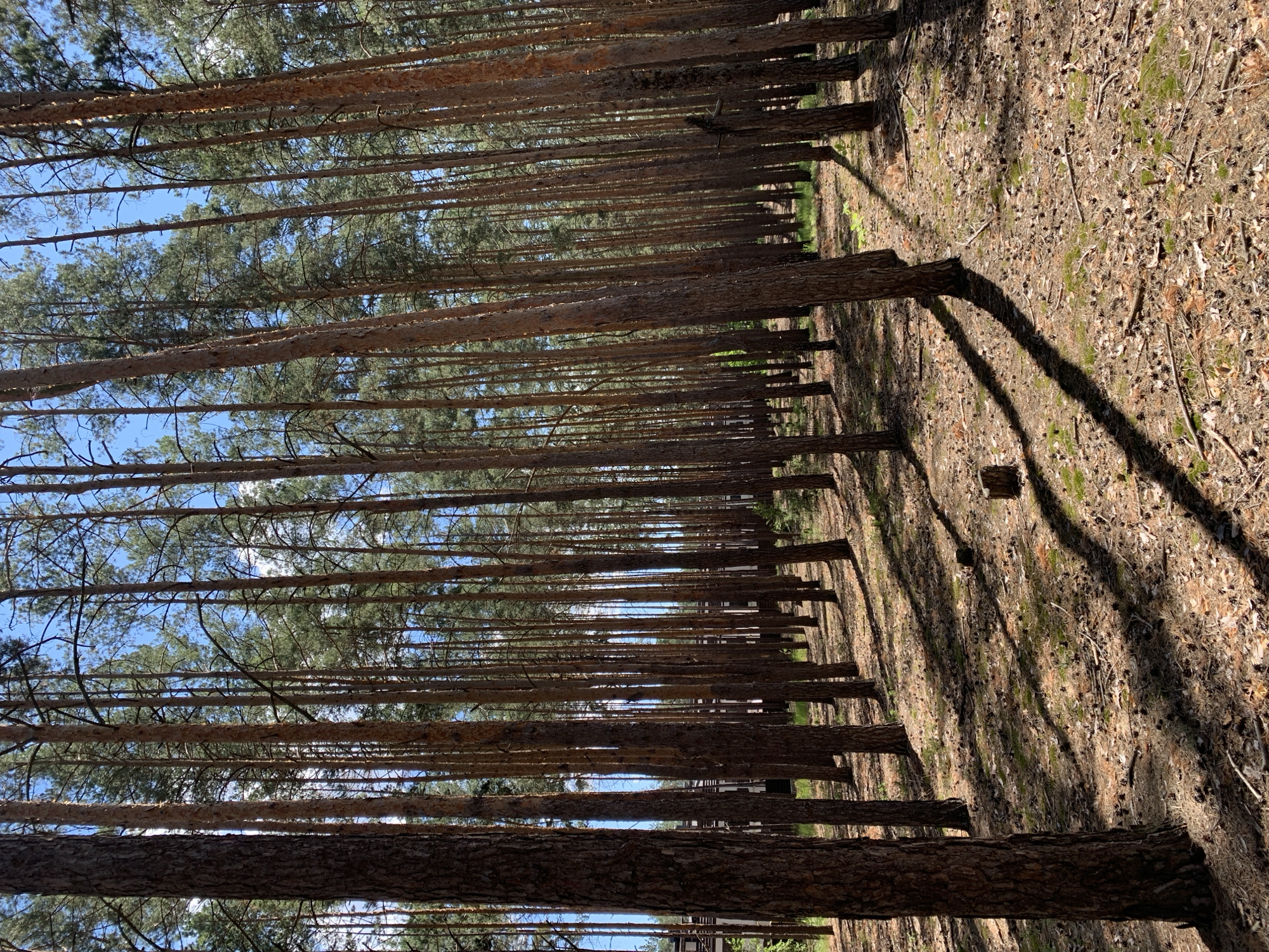 This is a photograph of a pine forest in Hostomel, Ukraine. The trees are tall and slender, with rough brown bark. The ground is covered in pine needles, cones, and fallen branches. Sunlight filters through the canopy, casting long shadows on the forest floor. In the background, a building with a dark roof and walls is visible, partially obscured by the trees. The sky is blue with a few white clouds.