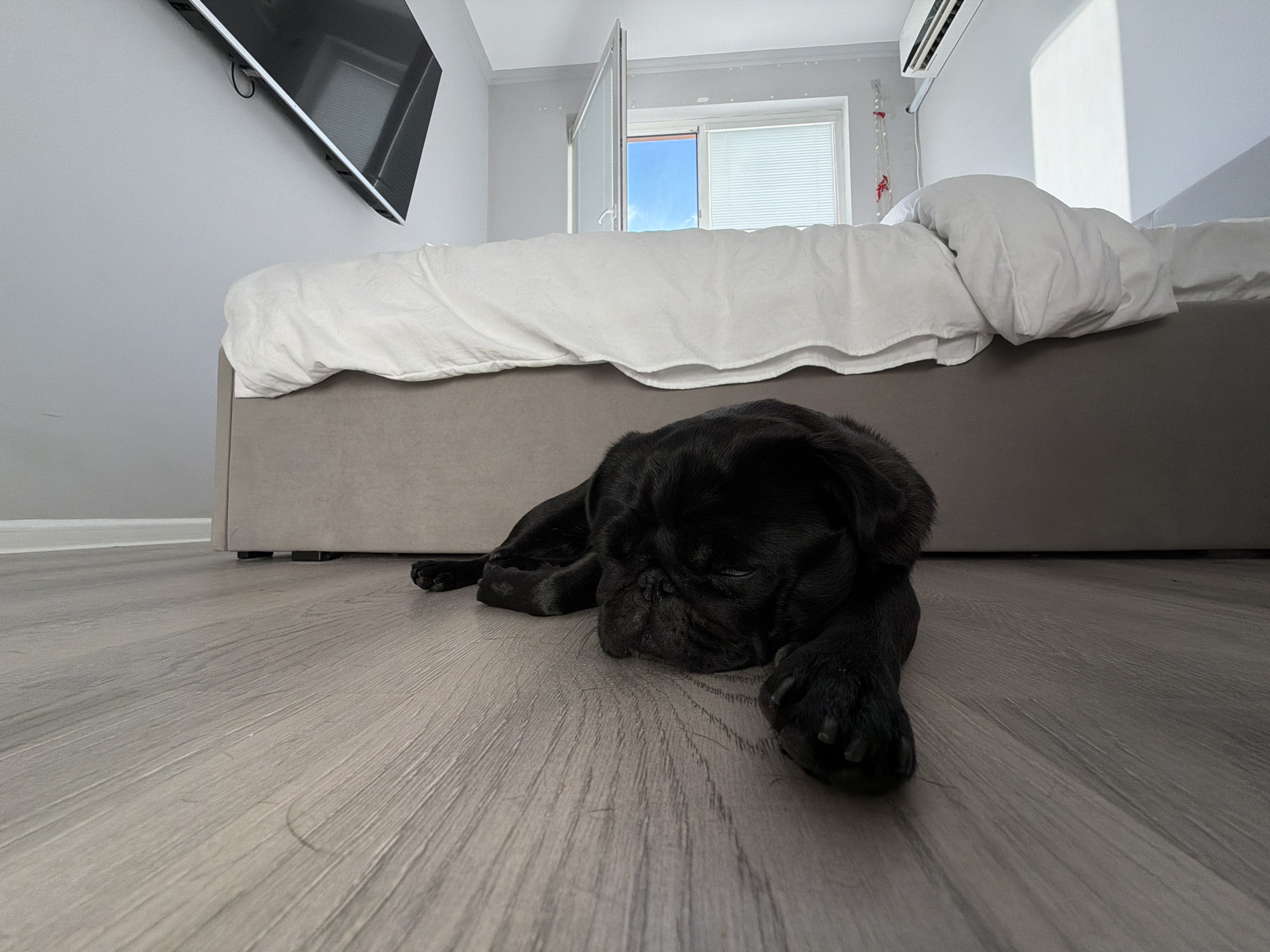 A black pug lies asleep on a light gray laminate floor in a bedroom. The pug is positioned in the foreground, facing left and resting its head on its paws. Behind the pug is a bed with a gray bed frame and white bedding. The room has light gray walls. In the background, there is a window with white blinds and a view of the blue sky. An air conditioning unit is mounted on the wall above the window. A television is mounted on the wall to the left of the bed. The scene is illuminated by natural light coming from the window. There are no people present in the image.