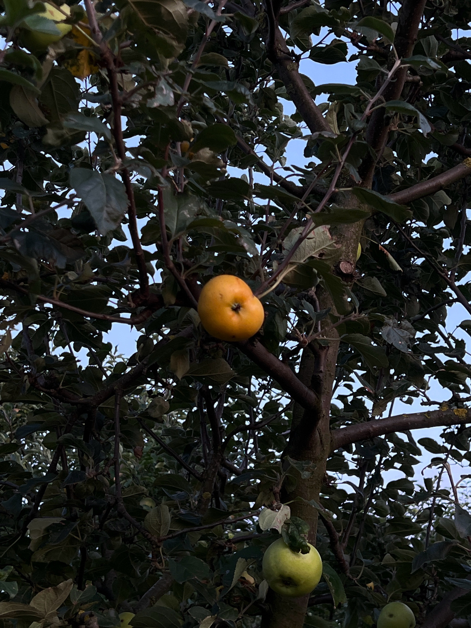 An outdoor, medium shot captures a close-up view of an apple tree from below, amidst a cluster of dark green foliage and branches. The sky, a pale blue, is visible through gaps in the canopy. Two apples are the primary subjects: a ripe, yellow apple hangs prominently in the upper center of the frame, partially obscured by leaves. Below and slightly to the right, a second, larger, pale green apple is visible, also nestled amongst the leaves. The tree's bark is dark and textured, with several branches crisscrossing the scene. The overall lighting suggests late afternoon or early evening. There are no people or animals present. The location is identified as Vertelka, Ukraine.
