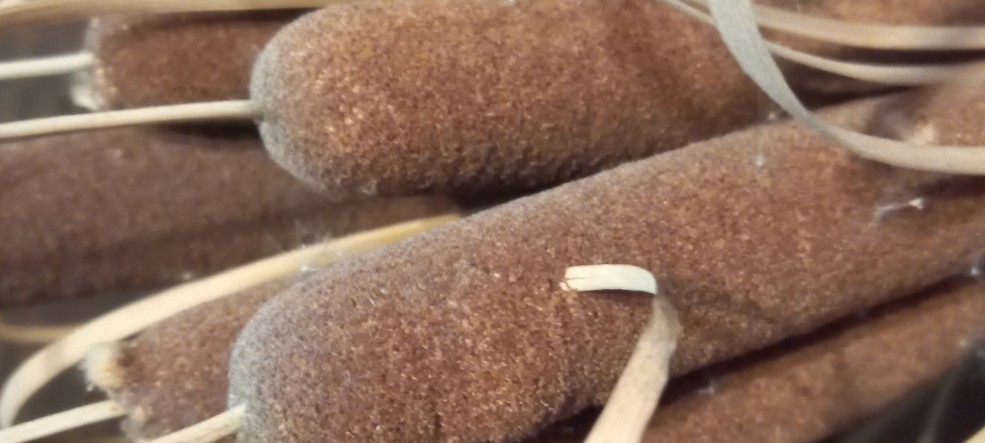 A detailed, vertical close-up image presents a tightly clustered arrangement of several dried cattail (Typha) flower heads. Each head exhibits an elongated, cylindrical form and is covered in a dense, granular, brown to reddish-brown fuzzy texture. Fine, light-colored fibrous strands, resembling dried plant material or delicate wisps, are visible on the surface of some cattails. Interspersed among these brown structures are multiple slender, light beige or off-white strips, which appear to be dried stems or leaves, weaving through the bundle. The focus is sharp on the central cattails, with elements in the foreground and background subtly blurred, emphasizing the texture and depth of the arrangement. The lighting is even, highlighting the granular surface of the cattails. This collection of dried botanicals, likely part of a decorative display, is located in Kryvyi Rih, Ukraine.