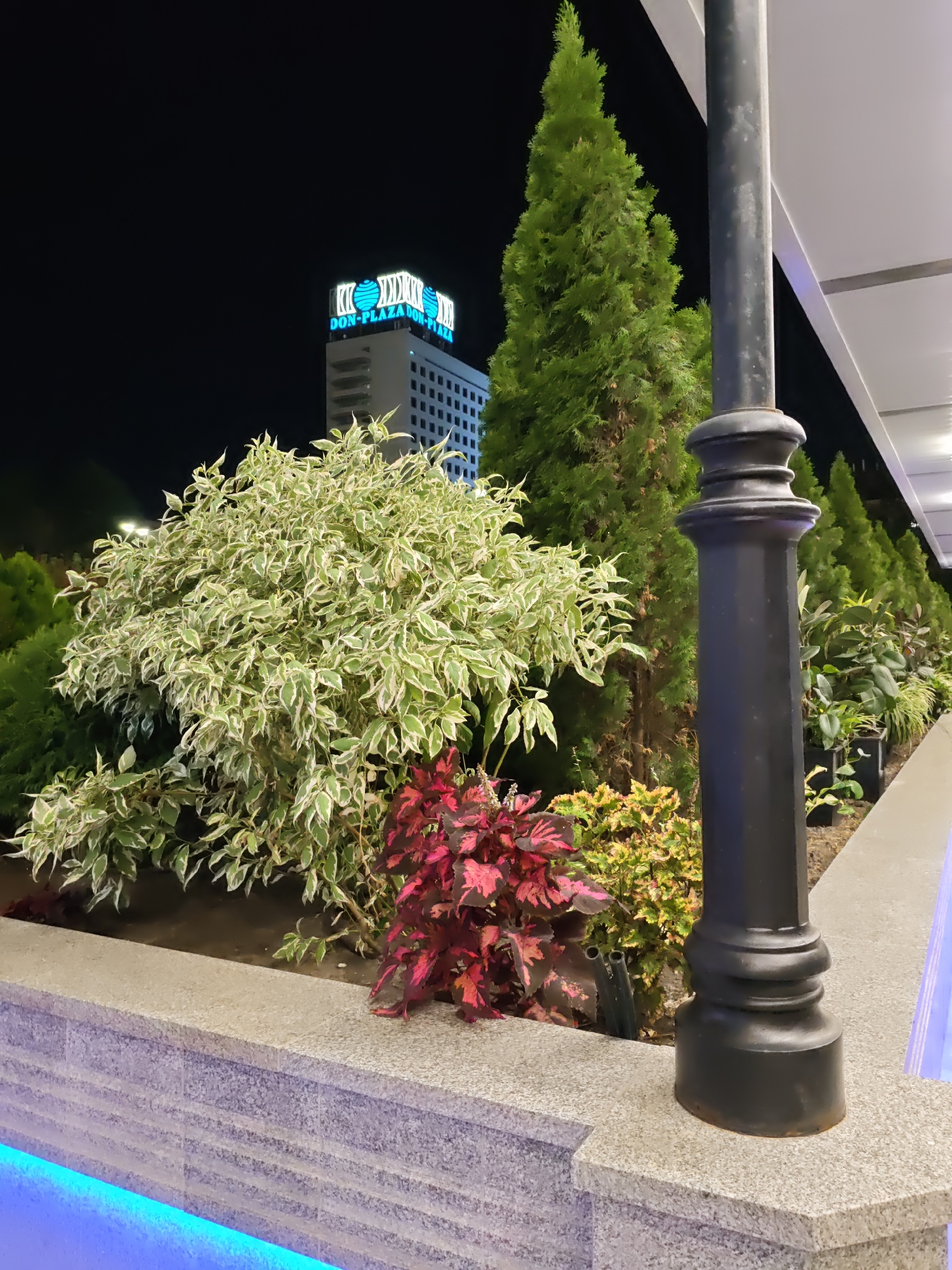 The image depicts an outdoor scene at night, likely in a city. In the background, a tall, modern building is illuminated with a bright blue neon sign that reads "DON-PLAZA DON-PLAZA." The building has a grid-like facade and several horizontal illuminated bands. In the foreground, a dark, ornate lamppost stands to the right, partially obscuring the view of the lush greenery and plantings. A low, stone wall, possibly part of a planter or decorative structure, runs along the bottom of the image. The wall is illuminated from below with a vibrant blue light.
The garden area features a variety of plants. A large, bushy shrub with variegated green and white leaves dominates the left side. Behind and to the right of this shrub are several tall, conical evergreen trees. In front of the shrub and to the right, there are smaller plants with deep red and yellowish-green foliage. The overall impression is that of a well-maintained urban landscaping area adjacent to a commercial or hotel building, suggesting a public or commercial space. The presence of the "DON-PLAZA" sign strongly suggests the location is Rostov-on-Don, Russia, as "Don" is a common prefix for places and businesses in that region, and "Plaza" is a common naming convention for hotels and commercial centers.