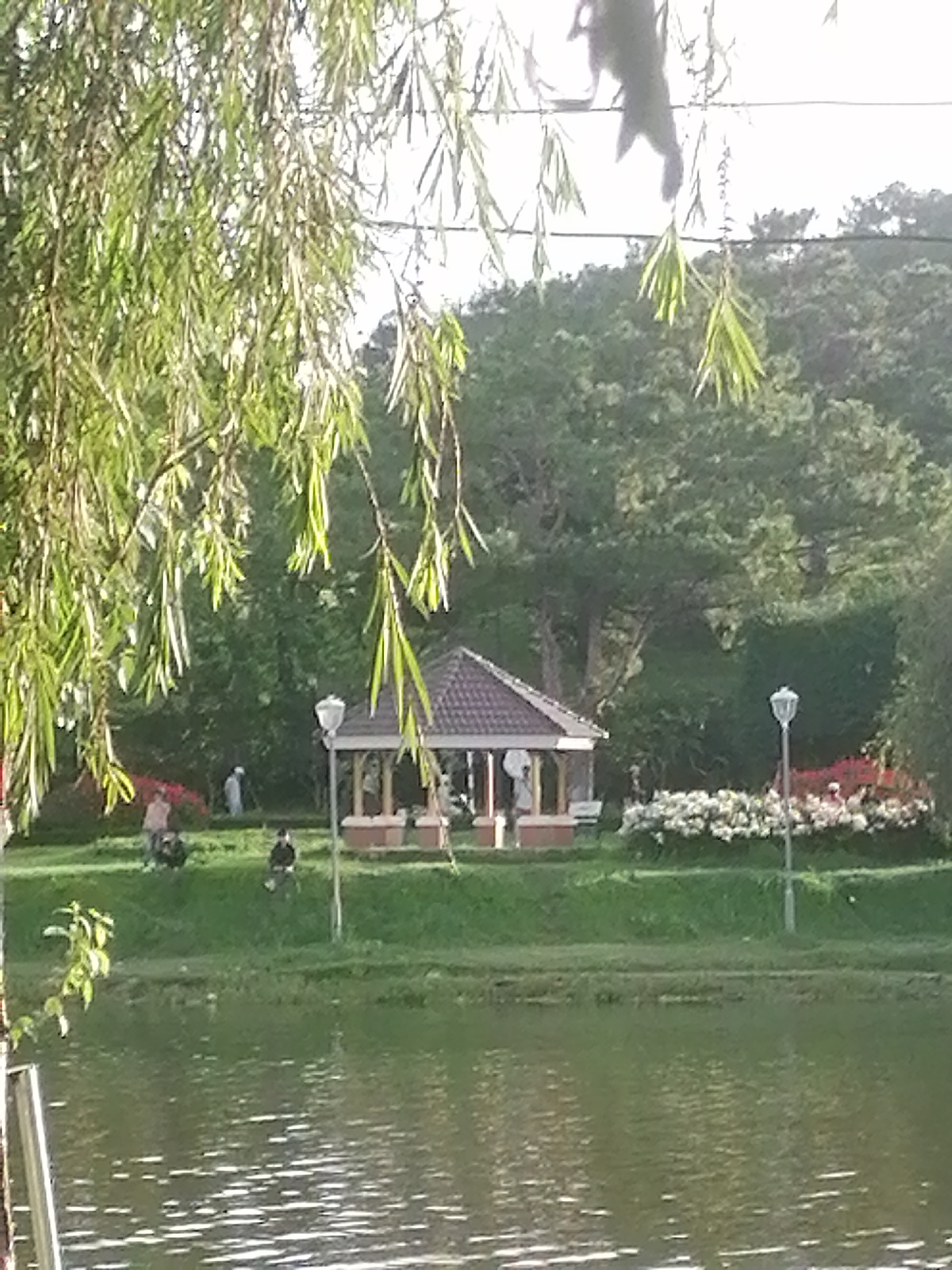 This media file depicts a serene park scene in Da Lat, Vietnam, likely during a sunny day, given the bright lighting and reflections on the water. The foreground is dominated by a tranquil body of water, its surface rippling with sunlight. On the far bank, a lush green lawn slopes upwards, dotted with several people engaged in leisurely activities.
In the middle ground, a charming gazebo with a brown tiled roof stands prominently, offering a shaded retreat. Around it, small groups of people are scattered. Some are seated on the grass, possibly enjoying a picnic or simply relaxing. Others appear to be walking or standing near the gazebo. A distinct feature is a white lamppost positioned to the right of the gazebo, illuminating the area.
Further back, a vibrant bed of white flowers adds a splash of color against the backdrop of dense green trees and foliage that forms the natural landscape of the park. The background is filled with a thick canopy of trees, suggesting a natural, possibly mountainous, environment typical of Da Lat. Overhanging the scene from the left are the delicate, drooping branches of a willow-like tree, its green leaves filtering the sunlight. There are no visible signs or text in the image. The overall mood is one of peacefulness and relaxation, inviting viewers to imagine a quiet afternoon spent in nature.