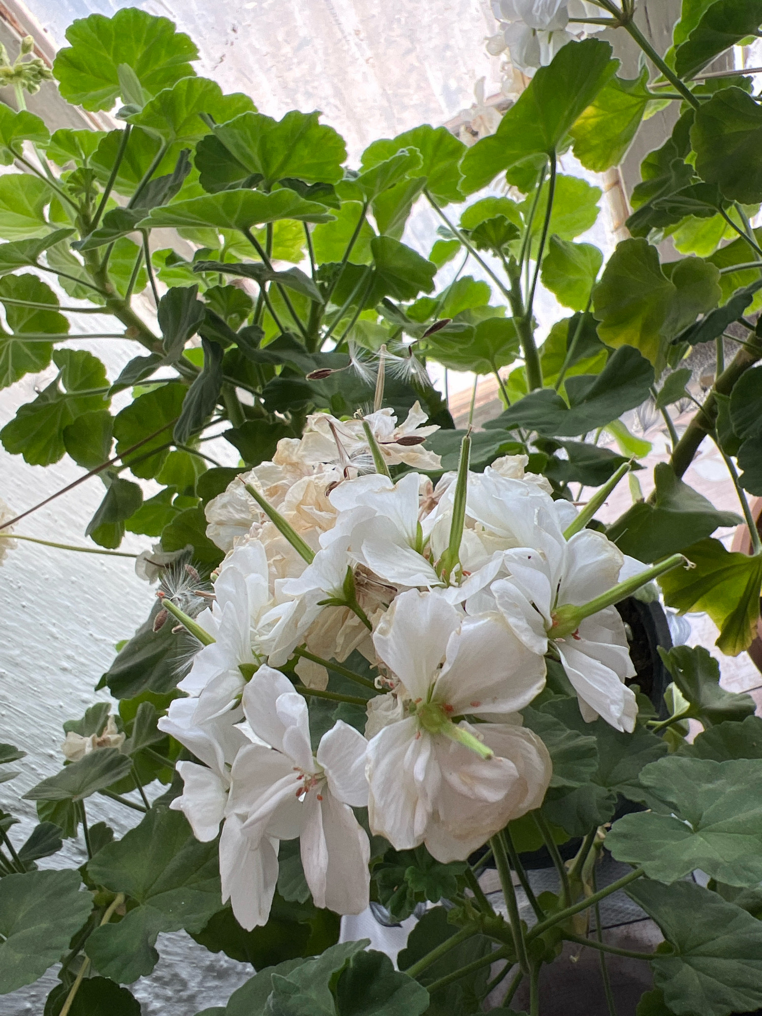 The image shows a close-up view of white geranium flowers and green leaves, with a textured white wall in the background. The scene appears to be indoors, possibly near a window or skylight, as indicated by the soft, diffused lighting. Some of the flowers are in full bloom, while others are slightly wilted, and seed pods with feathery structures are visible among the blossoms. The location is identified as Daroot Korgon, Kyrgyzstan. There are no people or animals present in the image, and no specific actions or interactions are depicted. The focus is entirely on the botanical subject matter.