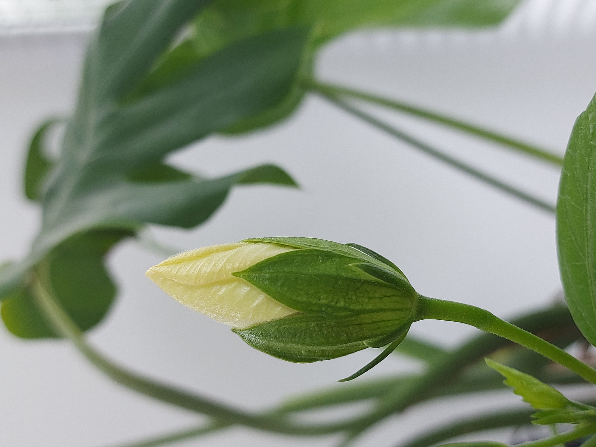 A close-up photograph captures a flower bud in its pre-bloom stage. The bud exhibits a yellow interior protected by green, textured sepals. A thin, green stem supports the bud. The background features blurred green leaves and stems, and a white or light gray surface. The image does not provide enough information to determine its location, but based on the prompt, one possibility is Chaikovsky, Russia. The photograph does not include any people, actions, or interactions.