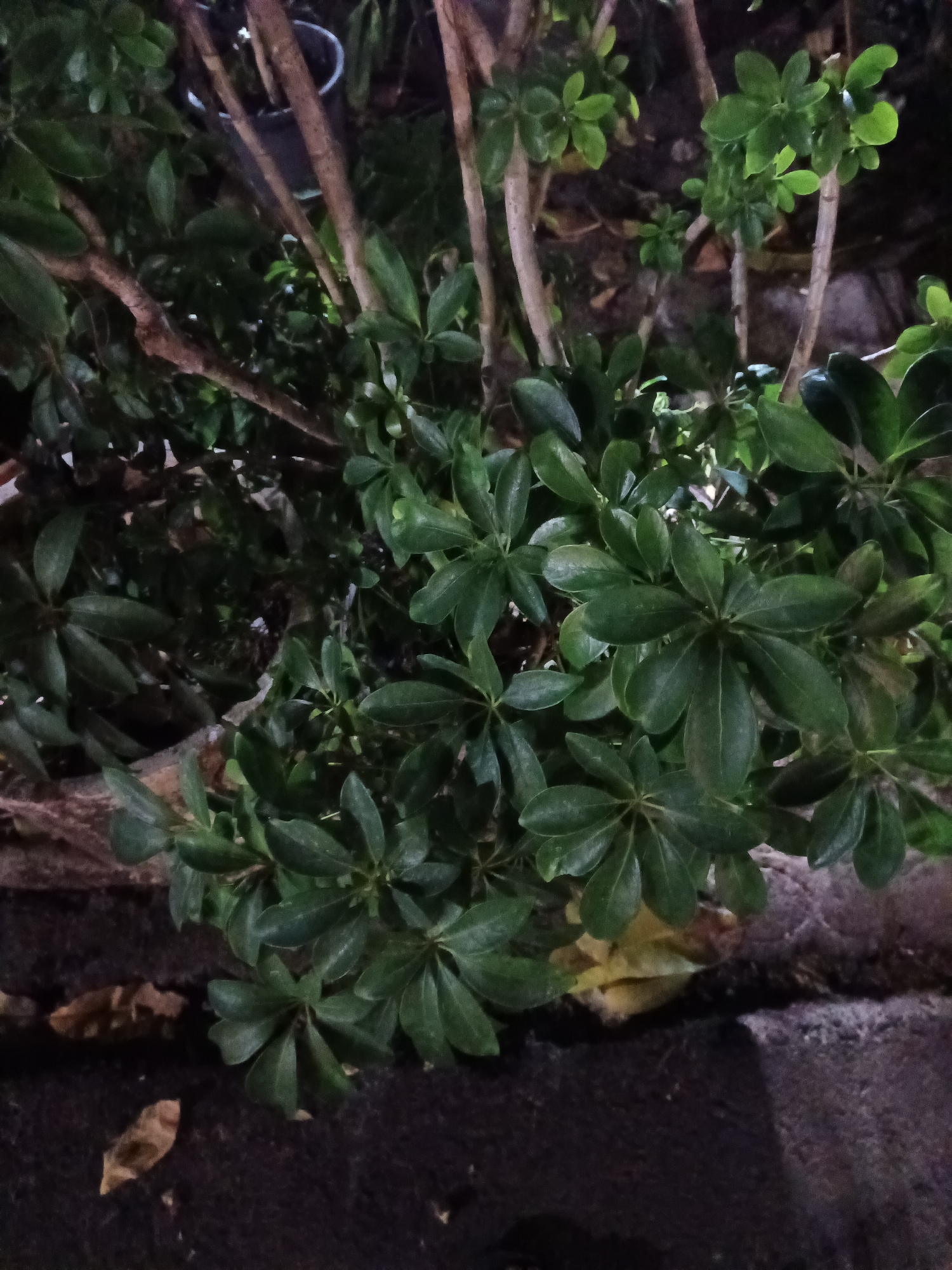 The image shows a close-up of green foliage of a plant with several brown branches. The leaves are broad and appear to be arranged in clusters. Some dry, brown leaves are visible on the dark ground below the plant, which appears to be a paved surface with a rough texture. A glimpse of a grey pot is visible in the background, suggesting the plant might be in a container. The lighting is dim, creating shadows and highlighting the textures of the leaves and branches. The scene is likely outdoors, possibly in a garden, park, or walkway area. No people or animals are present.