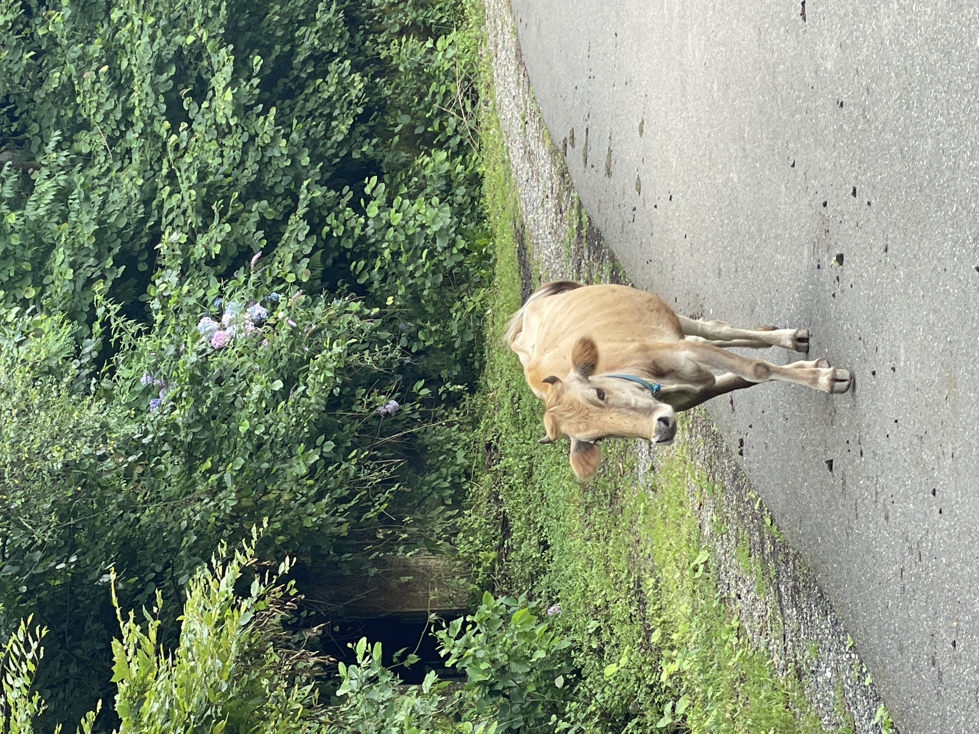 A light brown cow with a blue collar walks on an asphalt road bordered by lush green foliage and a gravel path. The cow is facing the camera, with its head slightly tilted. In the background, dense green trees and bushes form a wall of vegetation, with some purple flowers visible amongst the leaves. A dark opening or structure is partially visible within the greenery on the left side of the image. The road appears wet in patches, suggesting recent rain. The scene is set in Tqwarchal, Abkhazia.