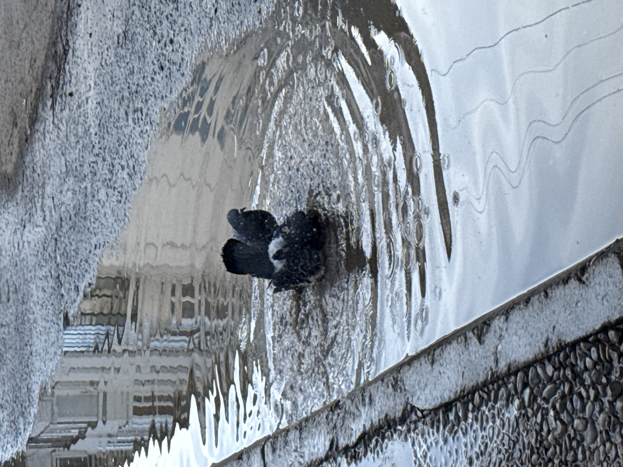 The image displays a pigeon bathing in a shallow puddle or pool of water. The bird, predominantly dark with some lighter patches on its feathers, is situated towards the left-center of the water, generating ripples that expand across the surface.
The water acts as a reflective medium, mirroring the environment. On the left side of the image, the distinct reflection of a building with several windows and a patterned roof is clearly visible, though distorted by the water's movement. Other parts of the water show abstract, wavy reflections, possibly of trees or additional structures. Concentric ripples are particularly noticeable around the pigeon, indicating its activity in the water.
The edges of the water body feature a rough, light-grey concrete or stone curb, beyond which lies a textured area of dark, small pebbles or gravel. The scene is outdoors and appears to be illuminated by natural daylight, suggesting it was captured during the day in Chaikovsky, Russia. The presence of water implies recent rain or a deliberate water feature. There is no visible text in the image.