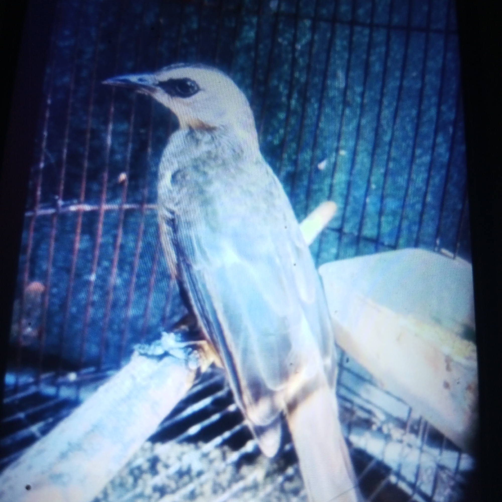 A photograph, taken with poor lighting and resolution, depicts a bird in what appears to be a cage. The bird is light-colored with darker markings around its eyes and beak. It is perched on a wooden branch. The background is dark and out of focus, with visible cage bars. The image quality makes it difficult to discern finer details of the bird's plumage or the surrounding environment. There is no discernible urban context or specific location within Cemani, Indonesia.