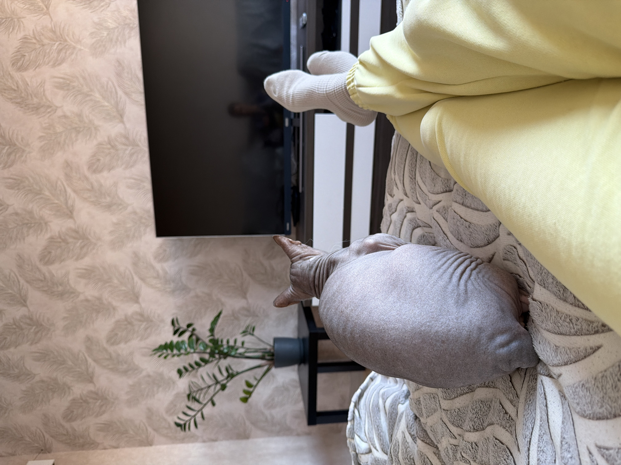 The image depicts a domestic scene, likely an indoor living room. The foreground shows a person's legs, clad in yellow sweatpants and white socks, resting on a bed covered with a patterned blanket. To the left, a hairless cat, possibly a Sphynx breed, is also on the bed, facing away from the camera and towards a television. The cat is light gray and appears to be sitting or lying down. Behind the cat, a small black side table holds a potted green plant. Further back, a television screen is visible, displaying a dark reflection. The wall behind the television features wallpaper with a repeating feather-like pattern in light tones. The overall impression is one of relaxation and leisure. There is no information in the image to suggest a specific location within the city of Izhevsk, Russia.