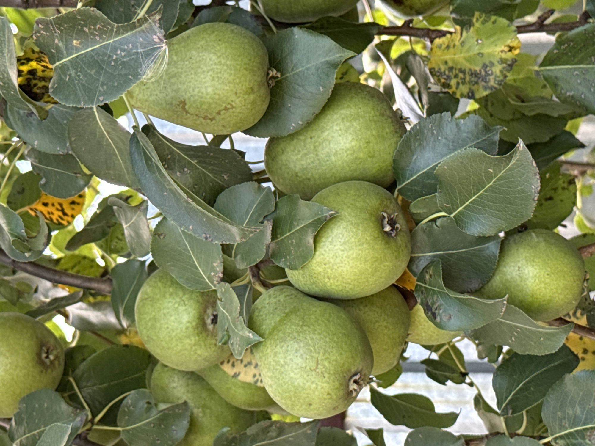 A close-up, eye-level shot shows several green pears hanging from a tree, surrounded by dark green leaves, some of which have yellow and black spots. The pears are round to slightly elongated with a textured skin. A thin tree branch, covered in small green leaves, runs through the center of the frame. In the background, a light-colored, textured surface, possibly a fence or wall, is visible. The lighting suggests it is daytime. The image appears to be taken in Uyskoye, Russia, judging by the metadata.