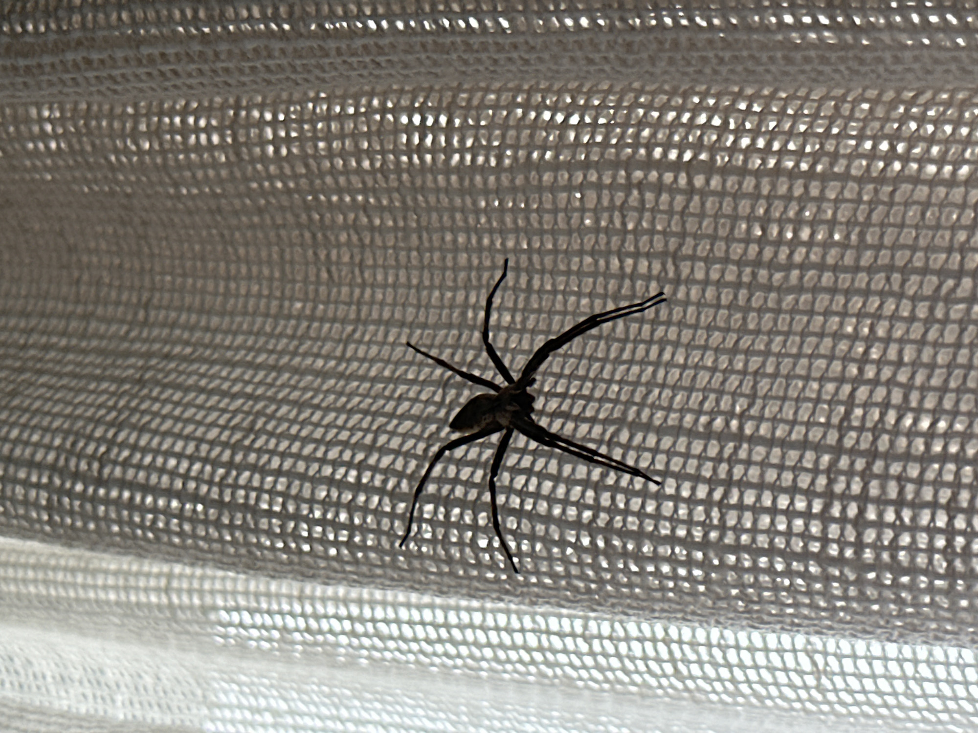 A silhouetted spider is on a white mesh window screen. The location is Unknown, Unknown.