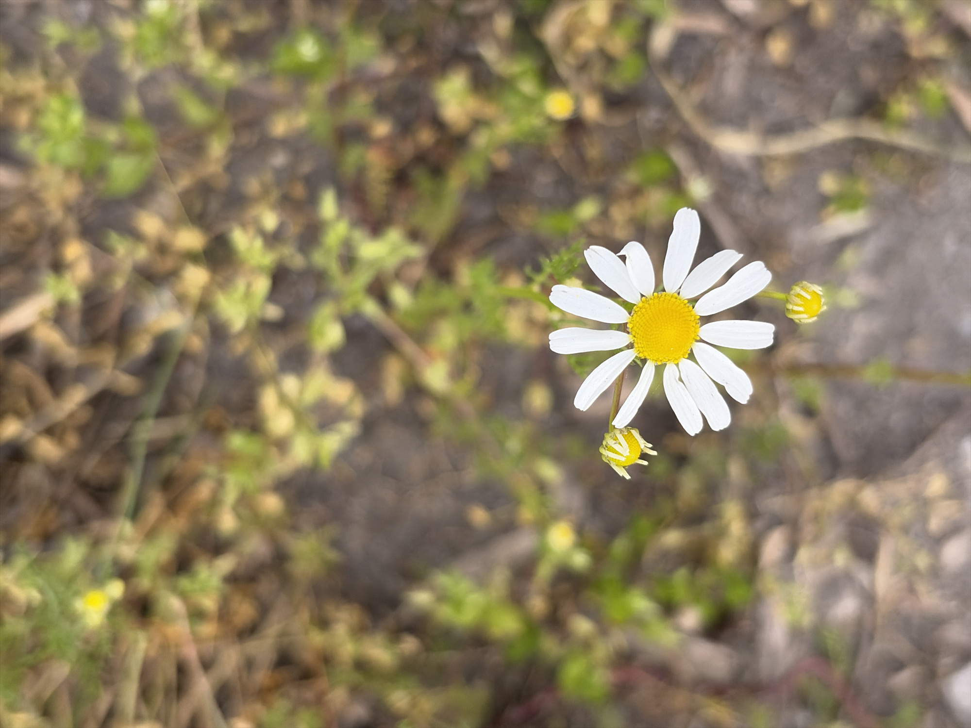 The image shows a single daisy with white petals and a yellow center, along with two unopened daisy buds, growing amidst ground cover. The background is blurred, but shows hints of other plants and foliage. The location is in the city of Unknown, Unknown. The environment consists of dirt, vegetation, and possibly some small rocks or debris. No people are visible in the image. The subject is a daisy plant in its natural environment.