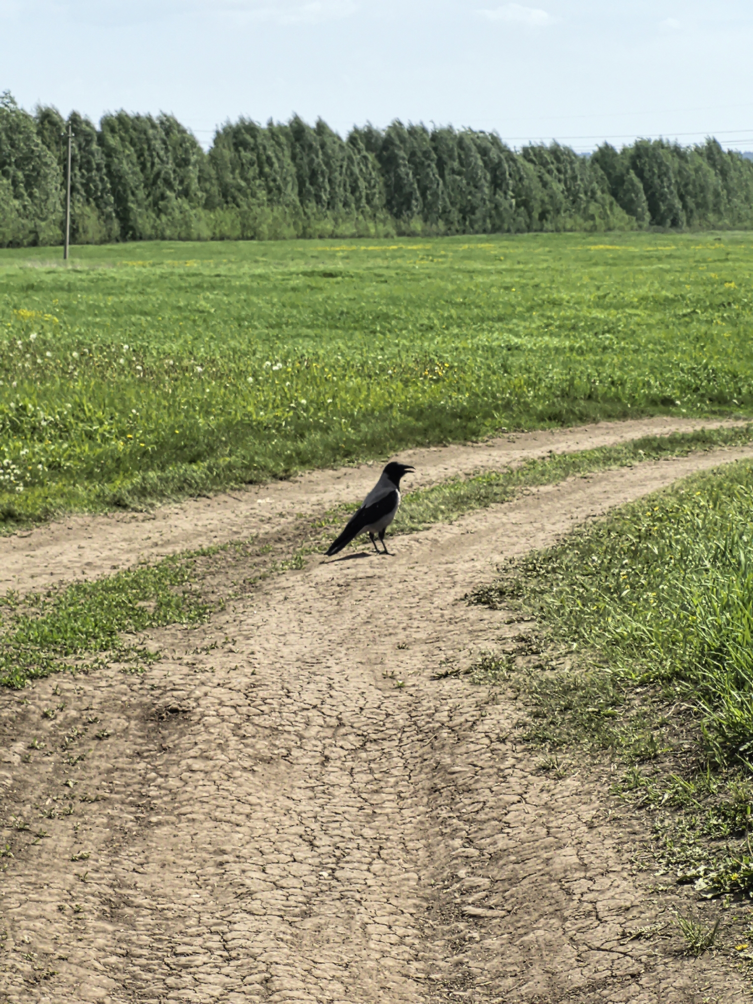 The image shows a dirt road running through a green field in what appears to be a rural setting. A crow stands in the middle of the road. The road is dry and cracked, with tire tracks visible. The field is lush with grass and wildflowers. In the background, a row of trees lines the horizon. A utility pole is also visible in the background. The location is Фролы, Russia.