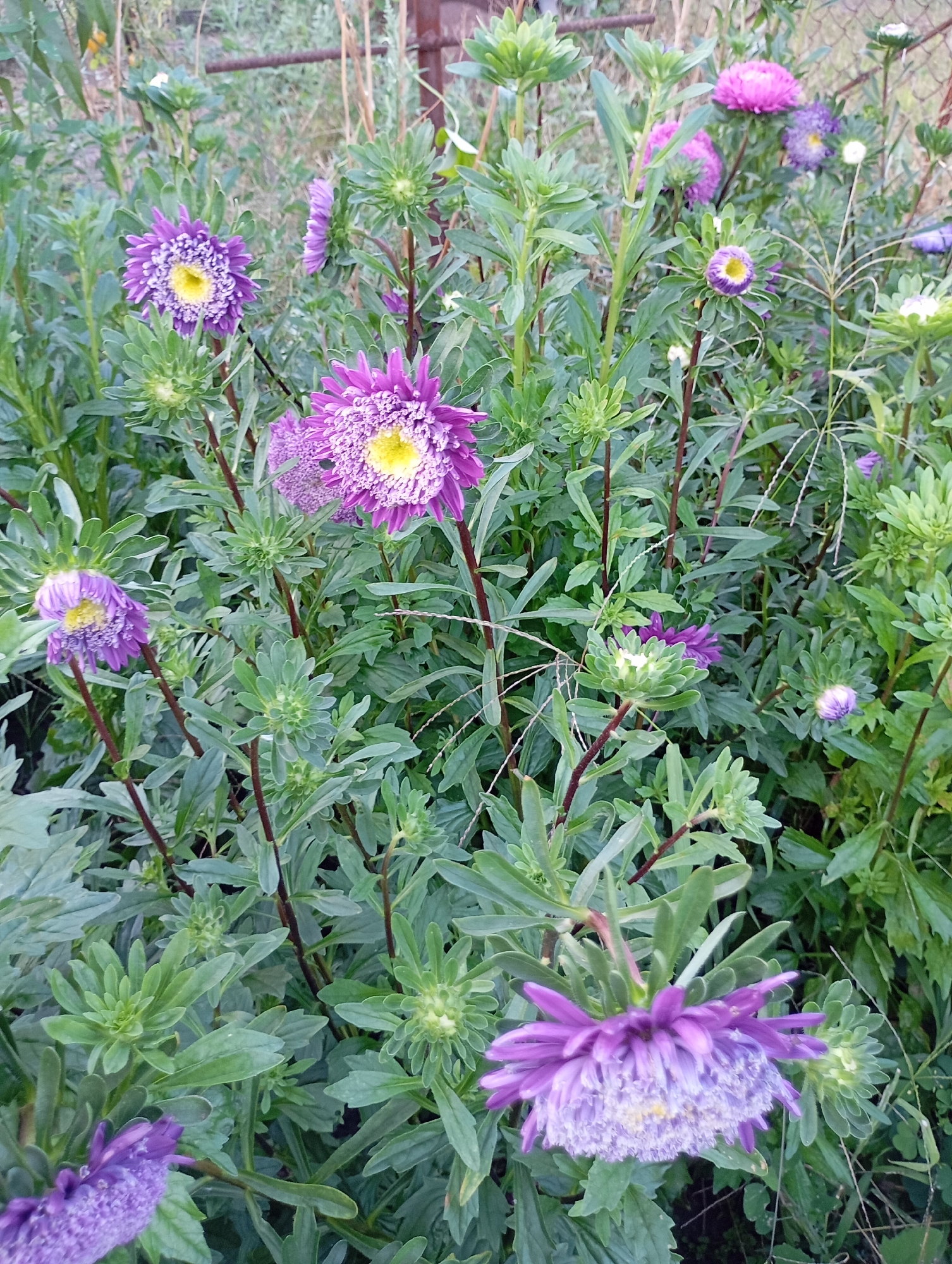 A close-up, eye-level shot captures a cluster of purple asters in a garden setting. The flowers display vibrant purple petals surrounding yellow centers. Some asters are in full bloom, while others are still developing buds. The foliage is lush and green, with slender, dark stems supporting the blossoms. The background is softly blurred, hinting at other plants and a wooden fence. The lighting is natural, suggesting an outdoor scene during the daytime. There are no people or animals visible in the image. The overall impression is one of natural beauty and the delicate charm of blooming flowers.
