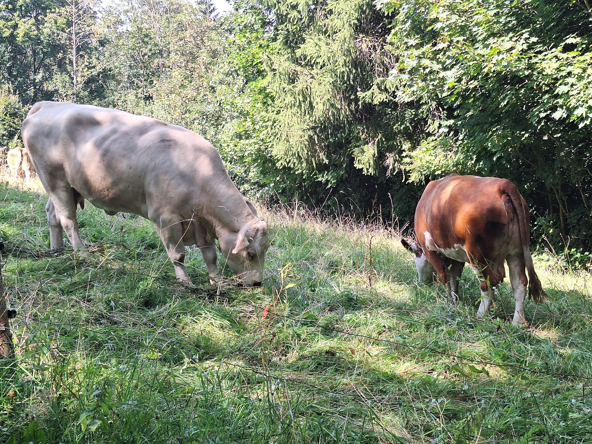 Two cows are grazing in a grassy field with trees in the background. One cow is light-colored and facing left, with its head down eating grass. The other cow is brown and white and facing away from the camera, also eating grass. The field is covered in green grass and some dry hay. The trees behind the cows are lush and green, with sunlight filtering through the leaves. The scene appears to be a rural setting, possibly a pasture. The image was taken in the vicinity of Wolkenstein, Germany.