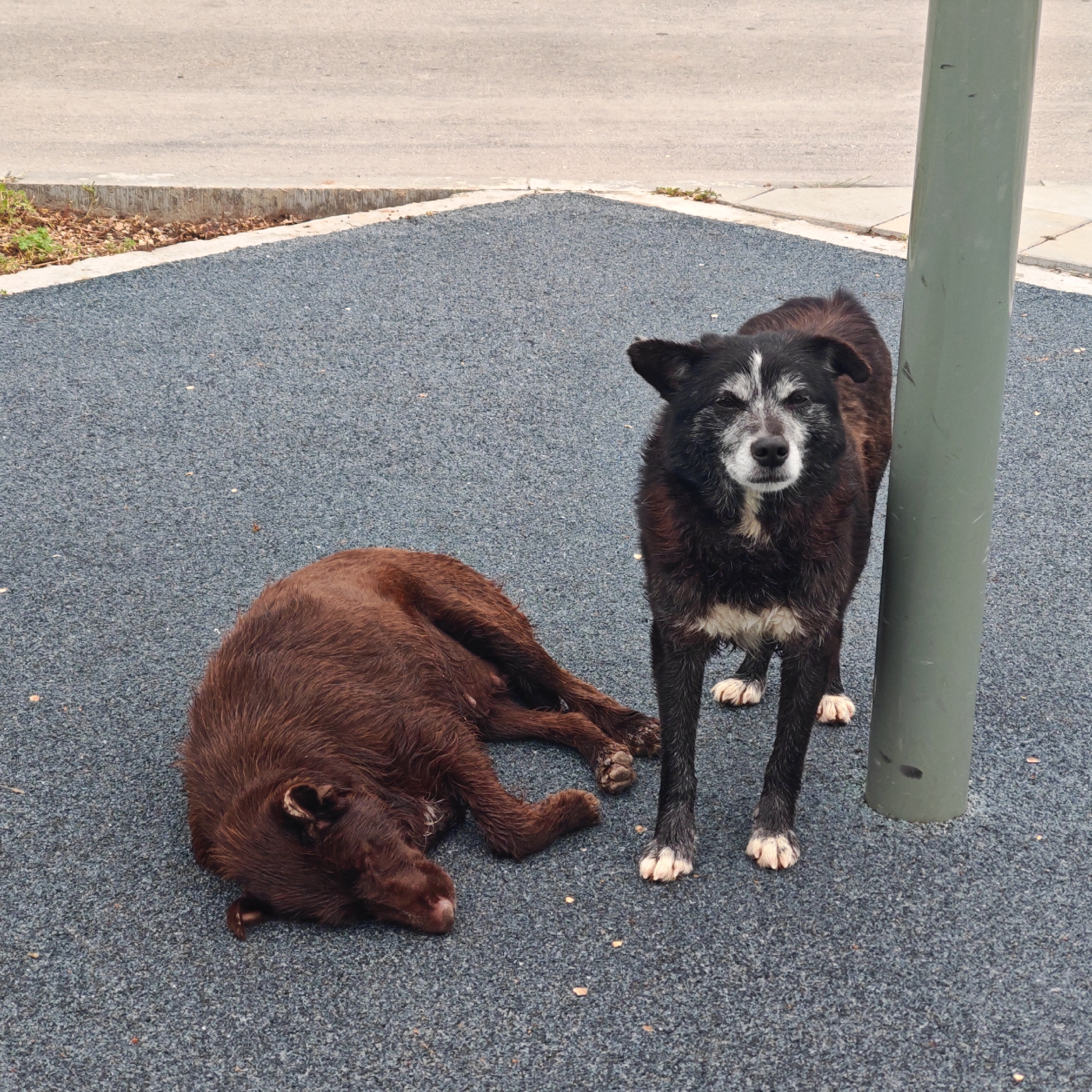 Two dogs are on a dark gray surface, likely a playground or similar area, in городское поселение Щелкино, Ukraine. One dog is dark brown and lying down with its head resting on its paws. The other dog is black with a white face and paws. It is standing near a gray metal pole. The background shows a street or sidewalk. The overall impression is that the dogs are tired and resting.
