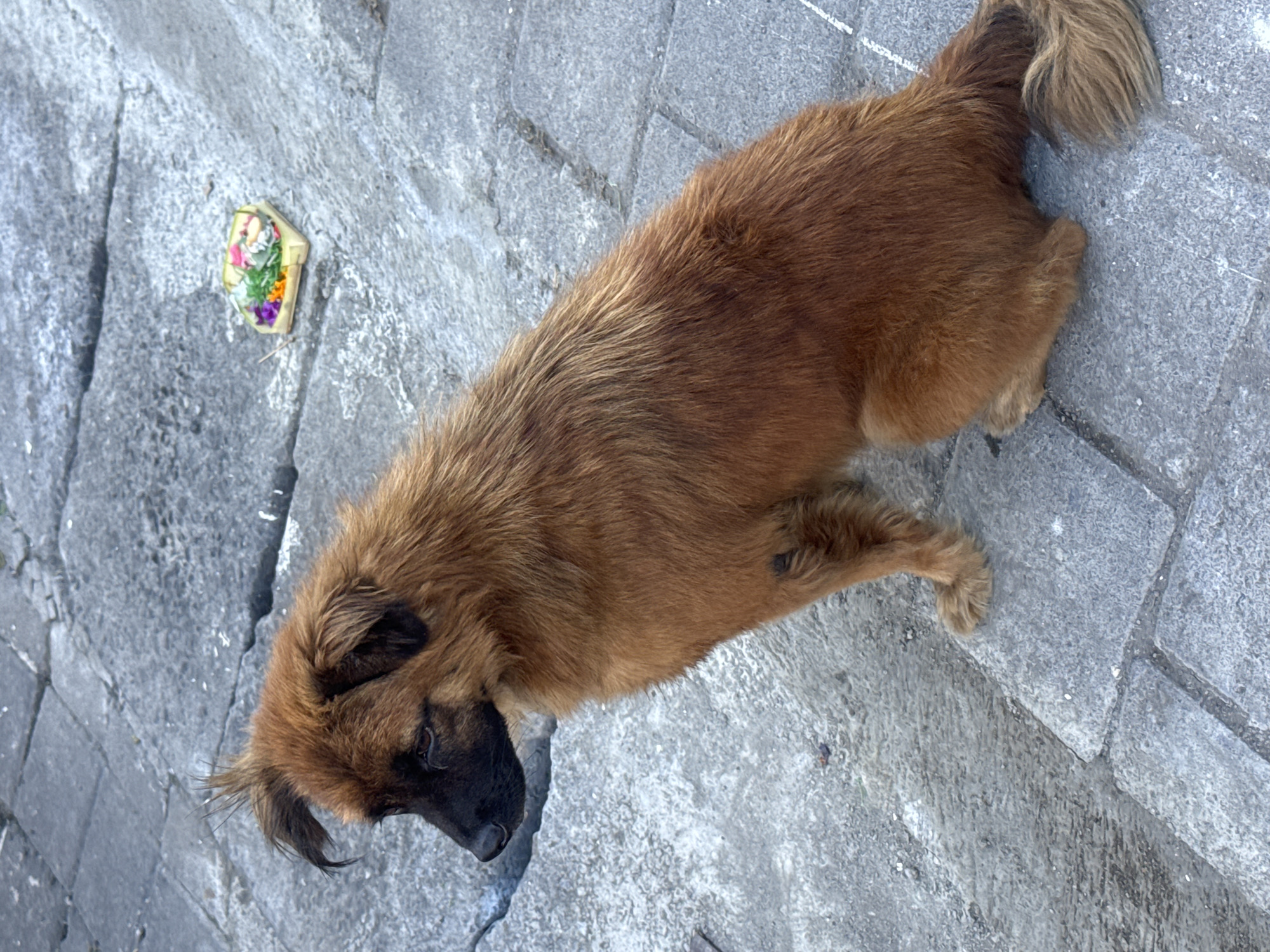 A medium-sized dog with shaggy, reddish-brown fur is the primary subject, seen lying down on a paved surface from an overhead perspective. The dog has a darker, possibly black, muzzle and face, with its head oriented towards the upper left of the frame. Its body extends horizontally, and a fluffy, reddish-brown tail is visible towards the right. One of its hind legs is bent beneath its body.
The scene is an outdoor setting, likely a street or pathway in Kuta, Indonesia, as indicated by the location context. The ground is composed of light grey and darker grey paving stones or concrete blocks, showing some textured surfaces and cracks.
To the upper left of the dog, a small, colorful offering is visible on the ground. This item resembles a Balinese *canang sari*, a square basket woven from palm leaves, containing an arrangement of various colored flowers (including white, pink, green, purple, and yellow).
The image is captured in bright daylight, with clear illumination suggesting a sunny day. The dog appears calm and relaxed, possibly resting or observing its surroundings. No visible text is present in the image.