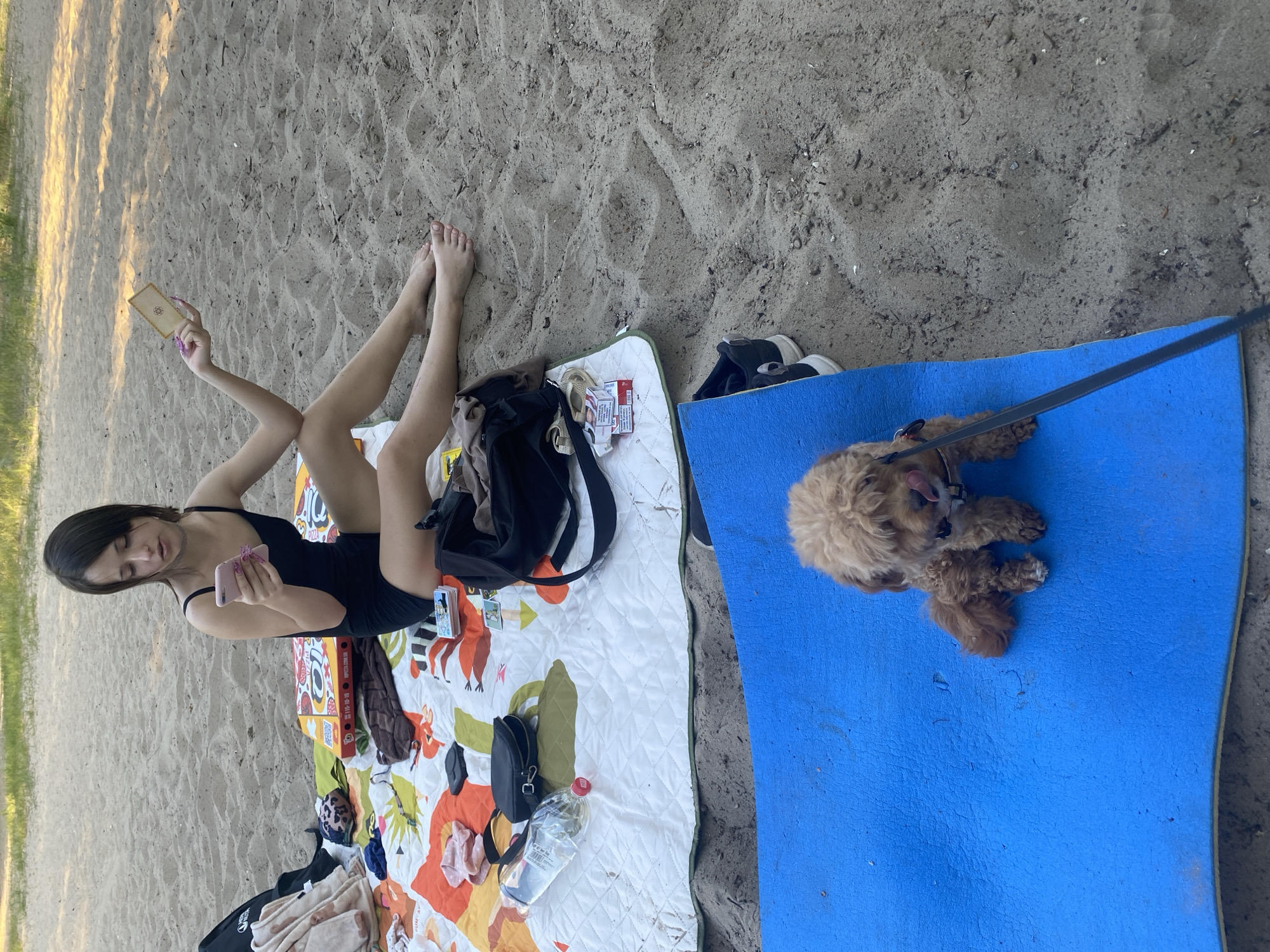 A young woman with dark hair sits on a beach blanket on a sandy beach. She is wearing a black swimsuit and holding a smartphone in her left hand and a card in her right hand. Her legs are crossed, and she is looking at her phone. On the blanket with her are a few personal items, including a black purse, a bottle of water, and some clothing. In the foreground, a small, light brown dog with curly fur is sitting on a bright blue mat. The dog is wearing a collar and leash and appears to be licking its nose. The background shows more sand and some vegetation.