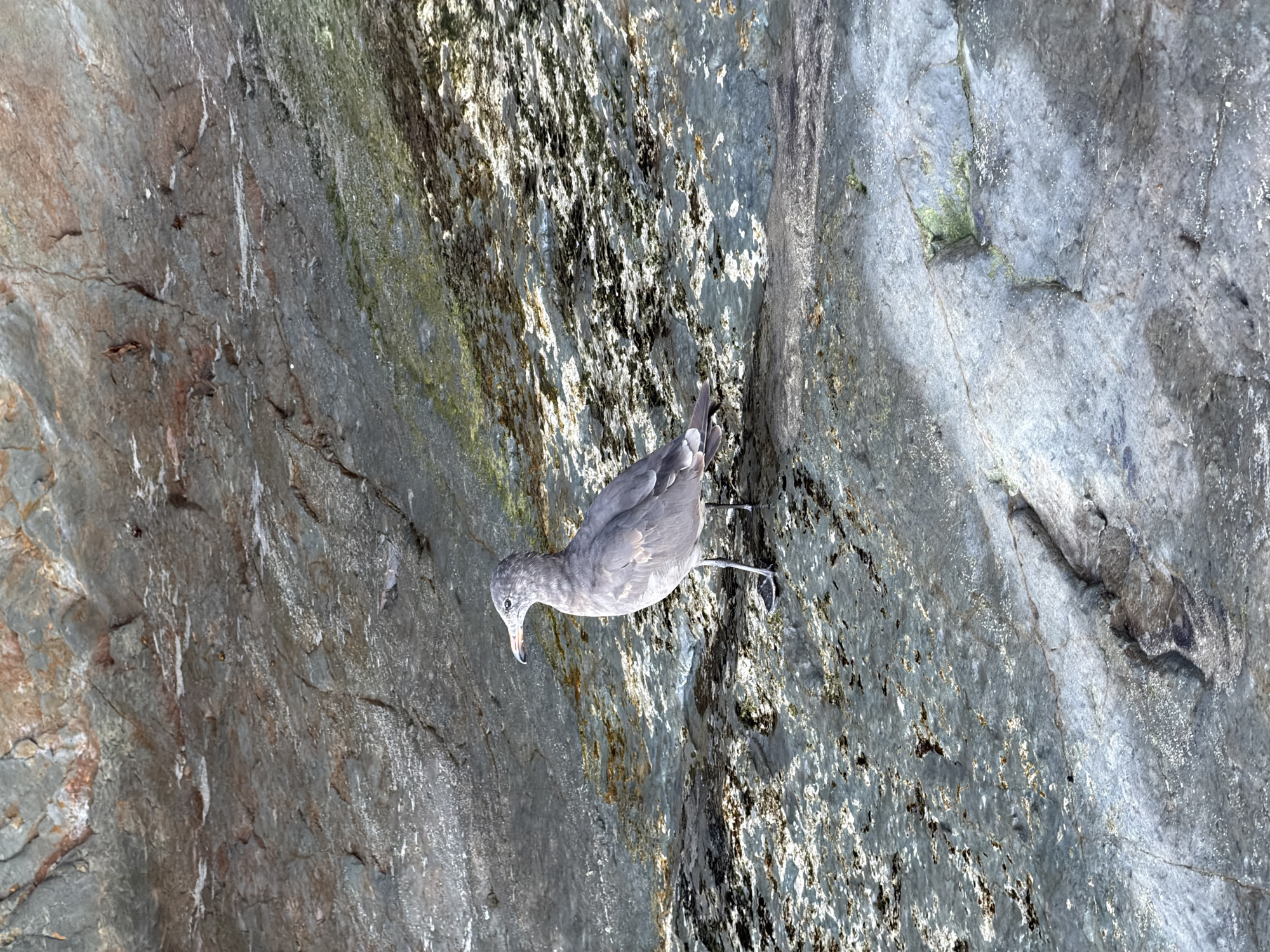 A juvenile seagull stands on a textured, wet rock face in Laguna Beach, California. The rock exhibits various shades of gray, blue, and brown, with patches of green algae and white mineral deposits. Sunlight glints off the wet surfaces, creating highlights and shadows. The seagull, facing left, has gray and white plumage, a long beak, and dark eyes. Its legs are thin and black, with webbed feet. The background is a continuation of the rocky terrain, suggesting an outdoor, coastal environment.